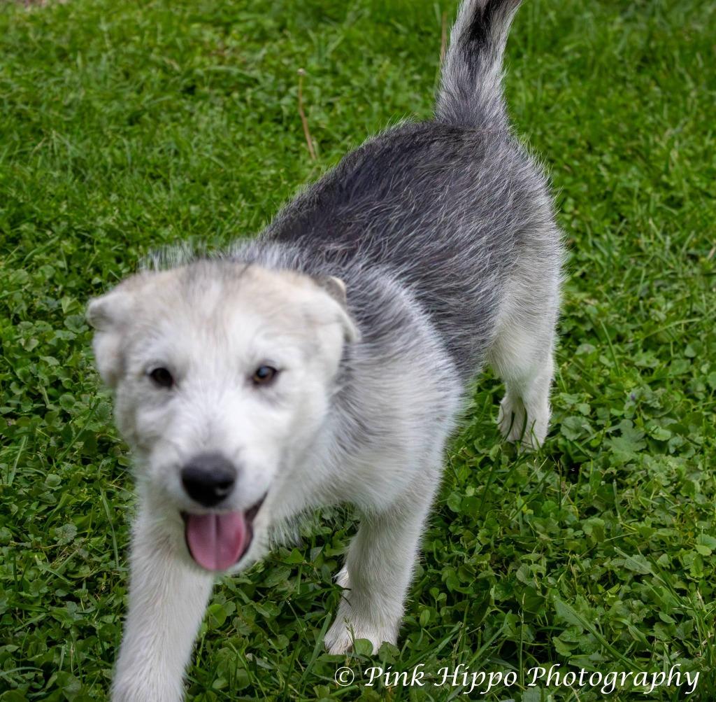 Kammi, Adoptable, Puppy Female Husky.