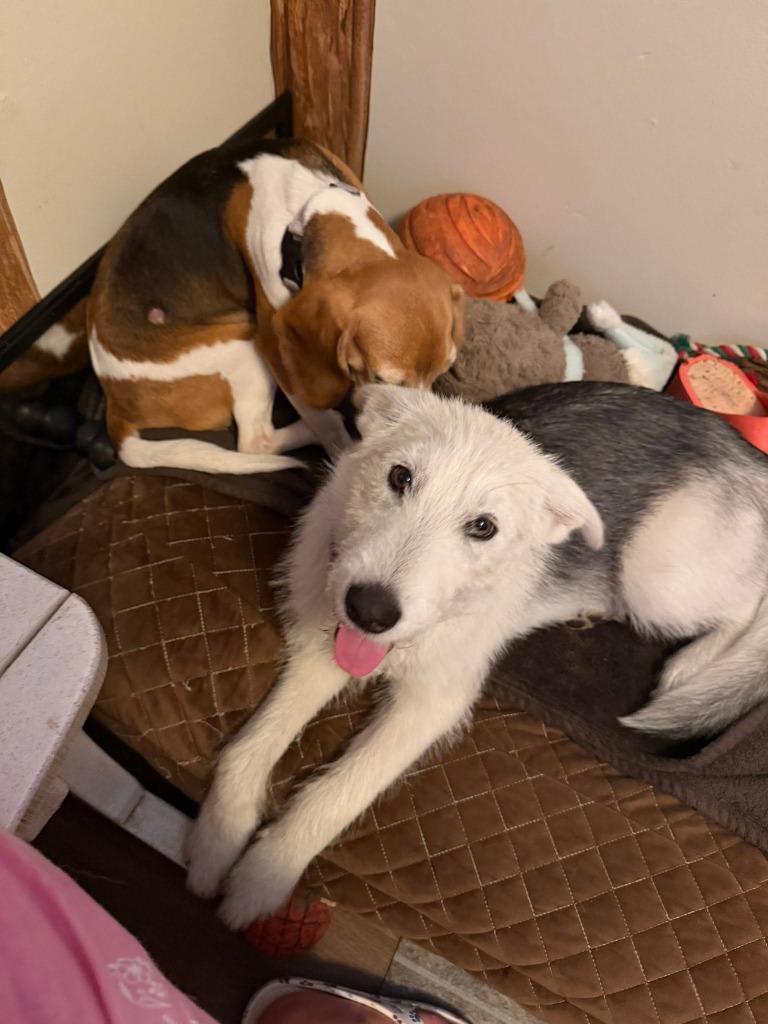 Kammi, a Adoptable mixed breed in Kettering, OH image 2/4