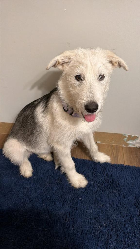 Kammi, a Adoptable mixed breed in Kettering, OH image 3/4