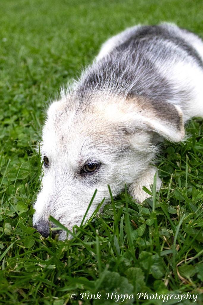 Enlarge Kammi, a Adoptable mixed breed in Kettering, OH image 2/3