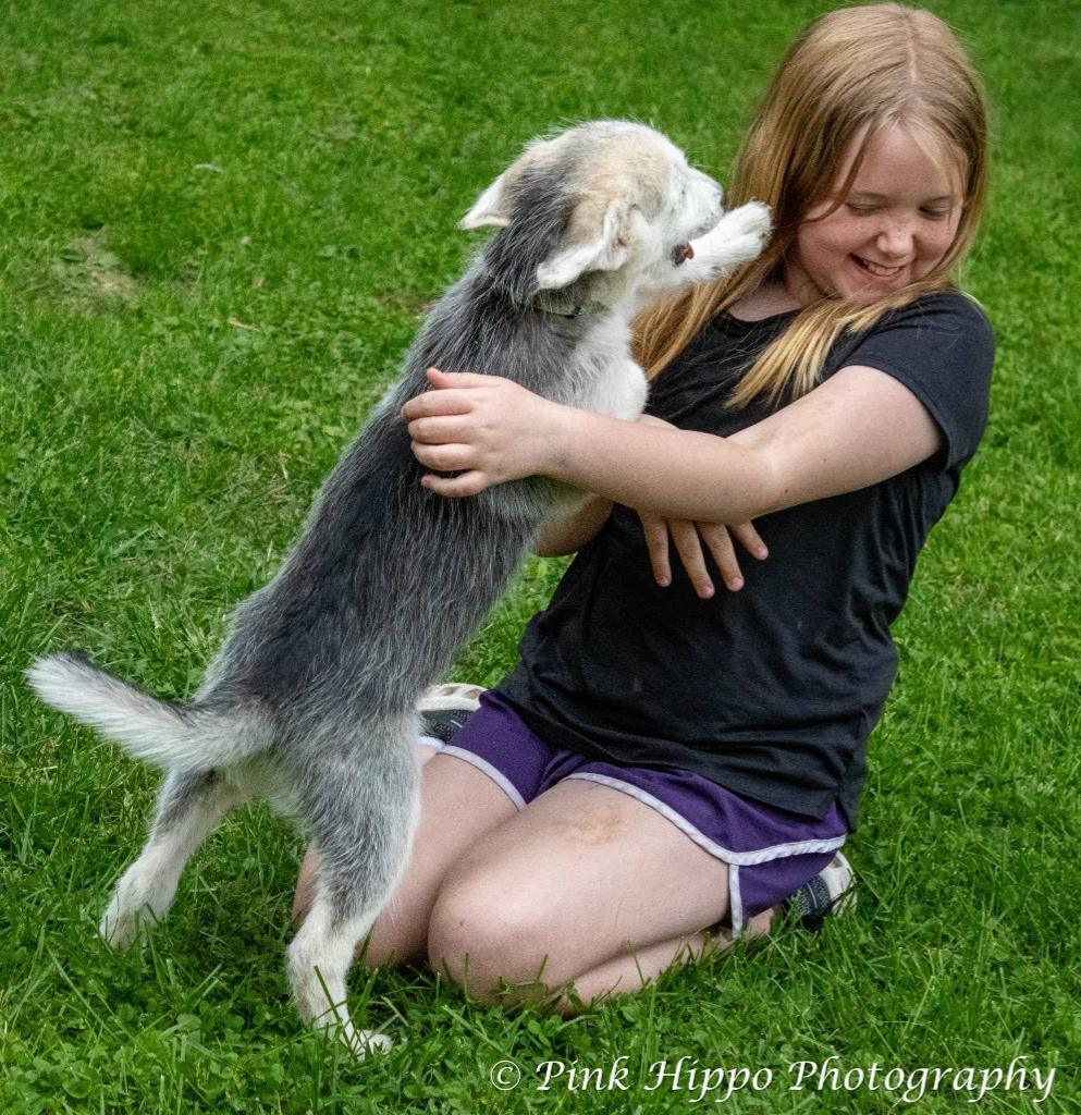 Enlarge Kammi, a Adoptable mixed breed in Kettering, OH image 3/3