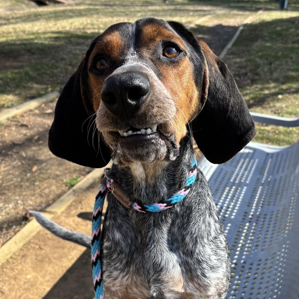 Manilow, Adoptable, Adult Male Bluetick Coonhound.
