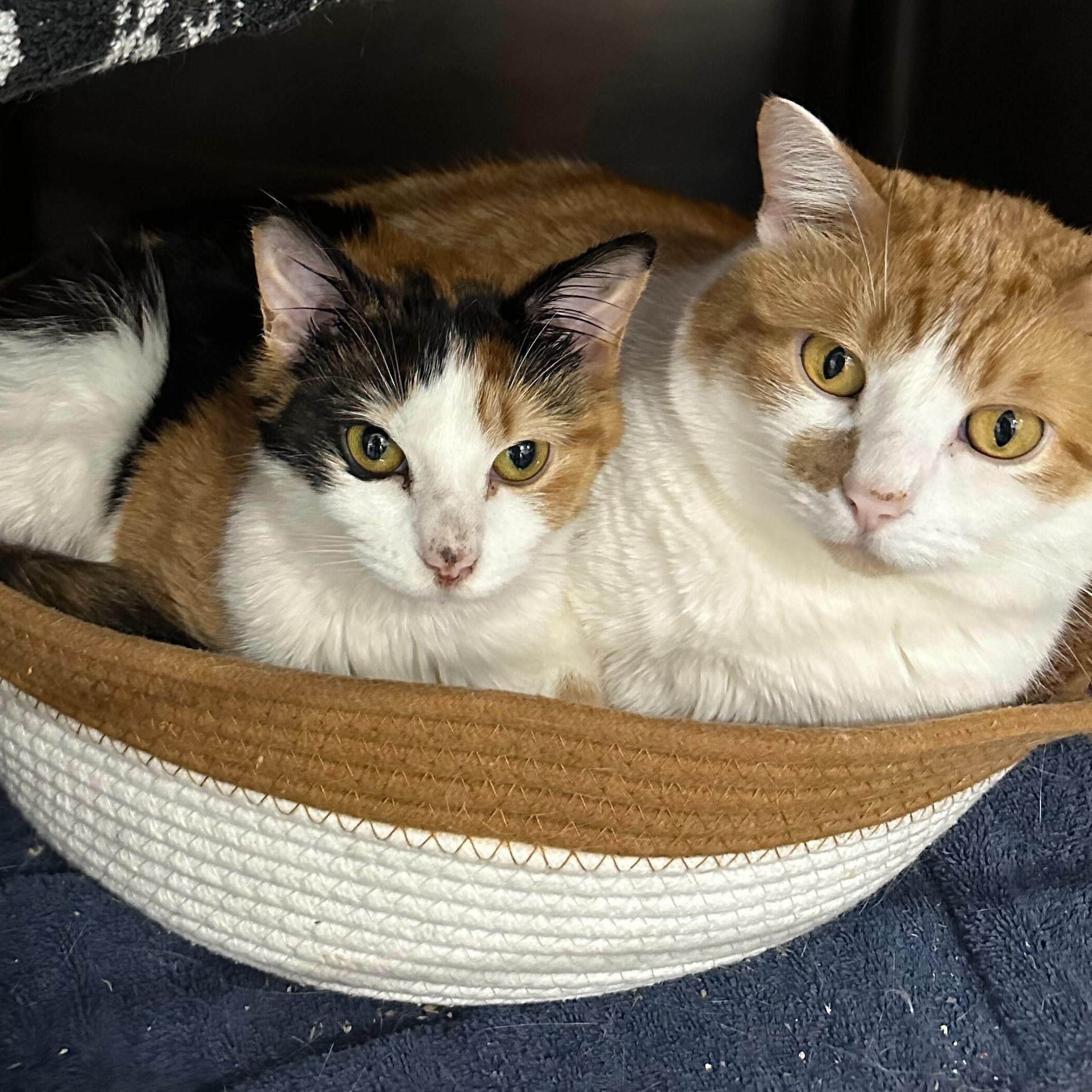 Barbie & Ken, ADOPTABLE, Young Male Domestic Short Hair.