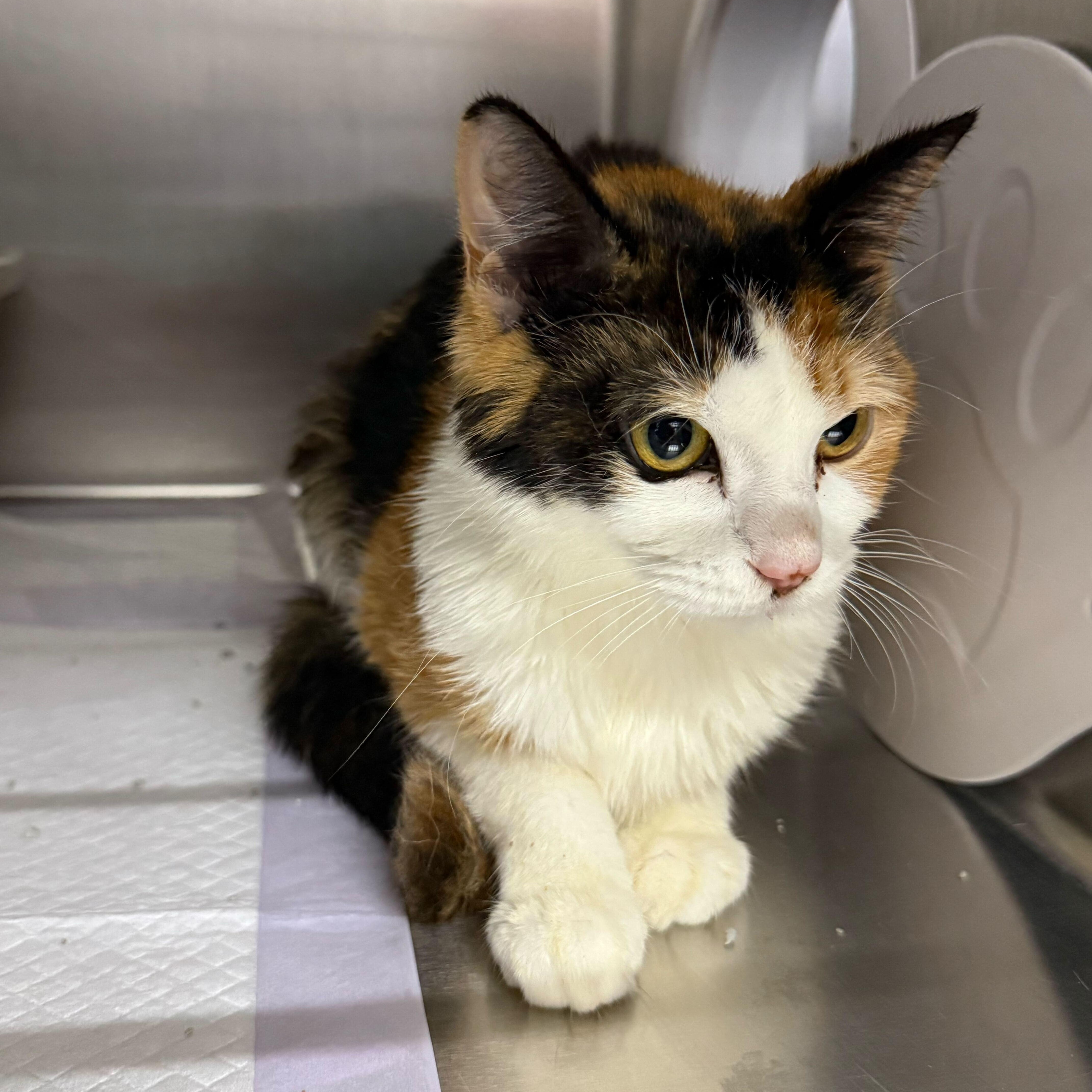 Enlarge Barbie & Ken, a ADOPTABLE Domestic Short Hair in Waltham, MA image 4/6