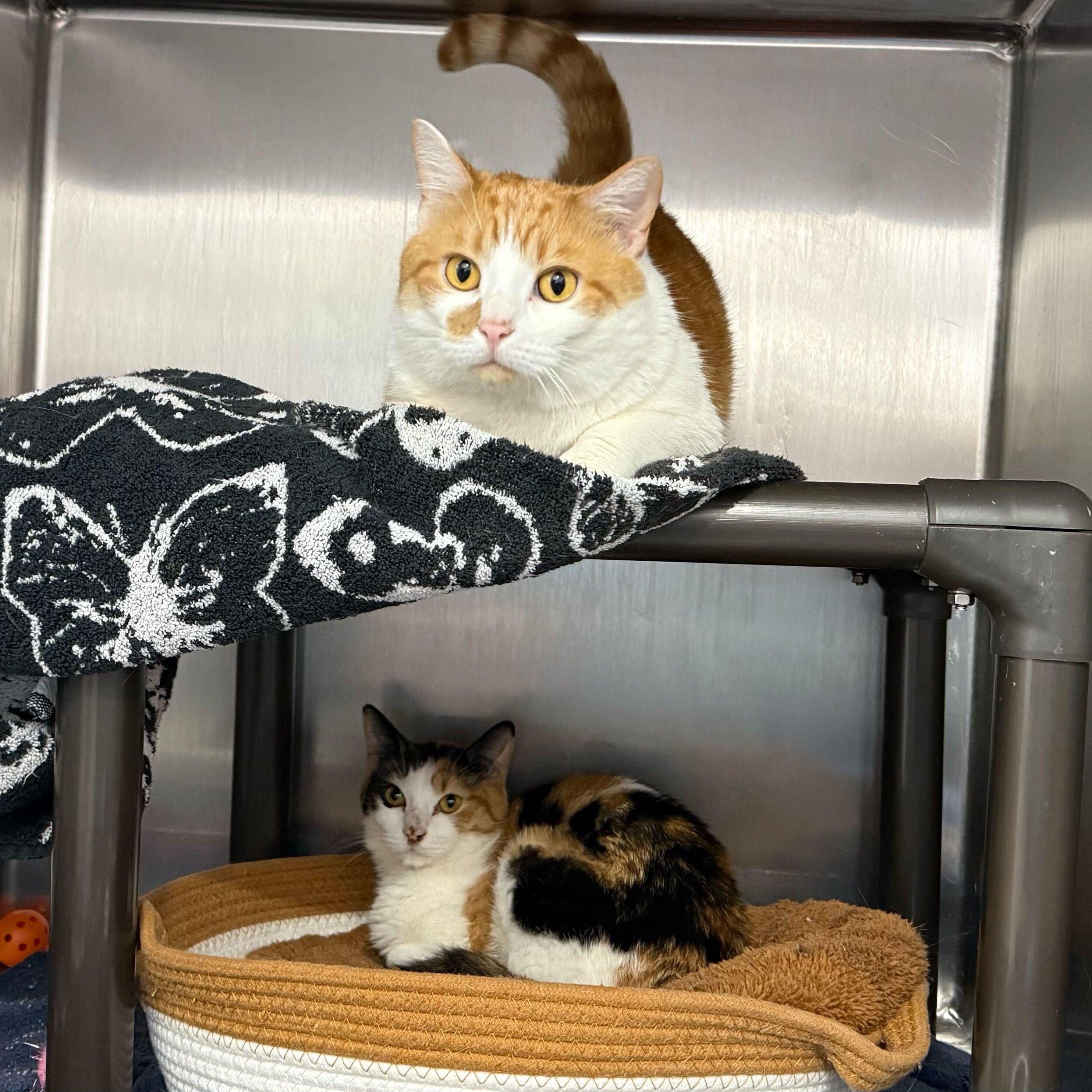 Enlarge Barbie & Ken, a ADOPTABLE Domestic Short Hair in Waltham, MA image 3/6
