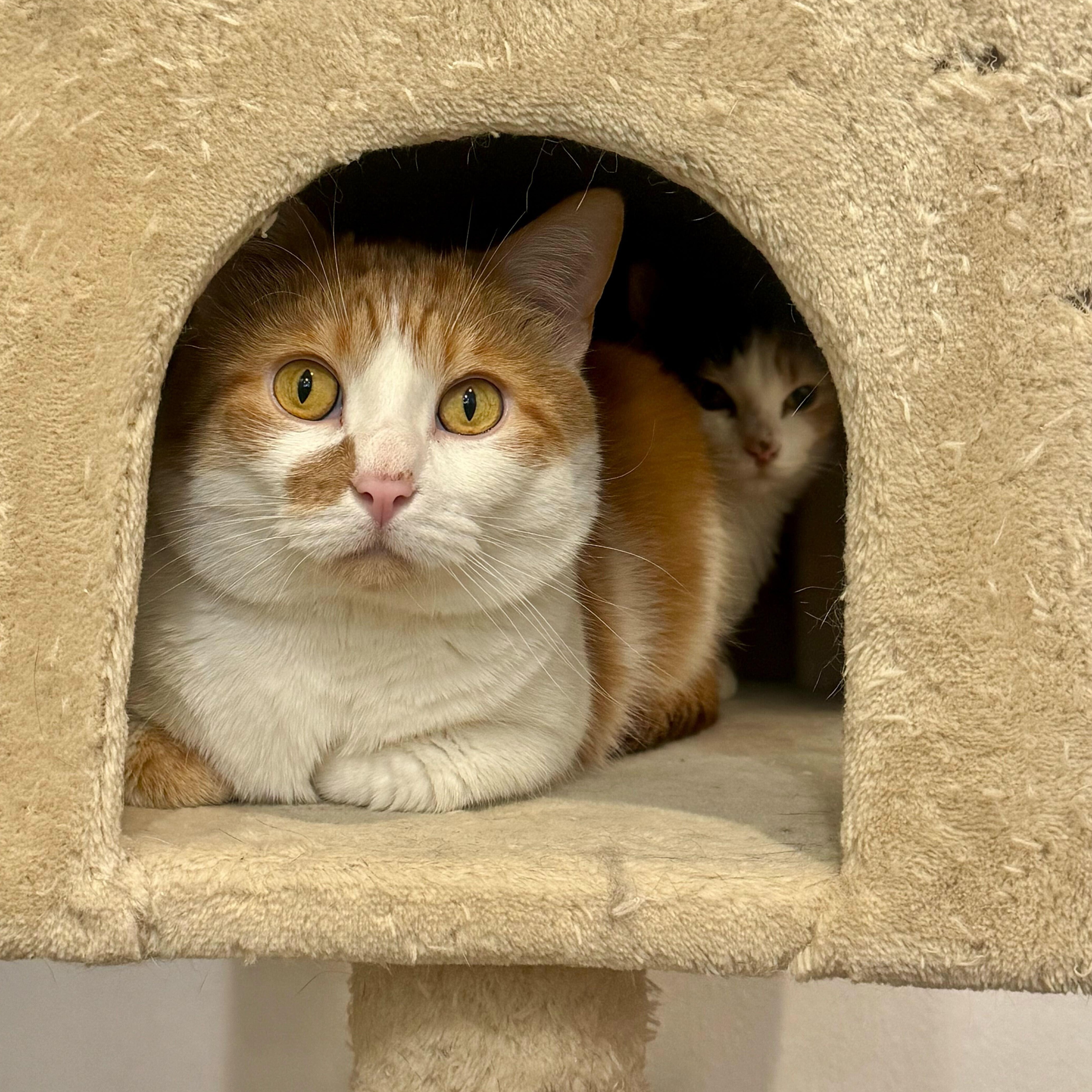 Enlarge Barbie & Ken, a ADOPTABLE Domestic Short Hair in Waltham, MA image 2/6