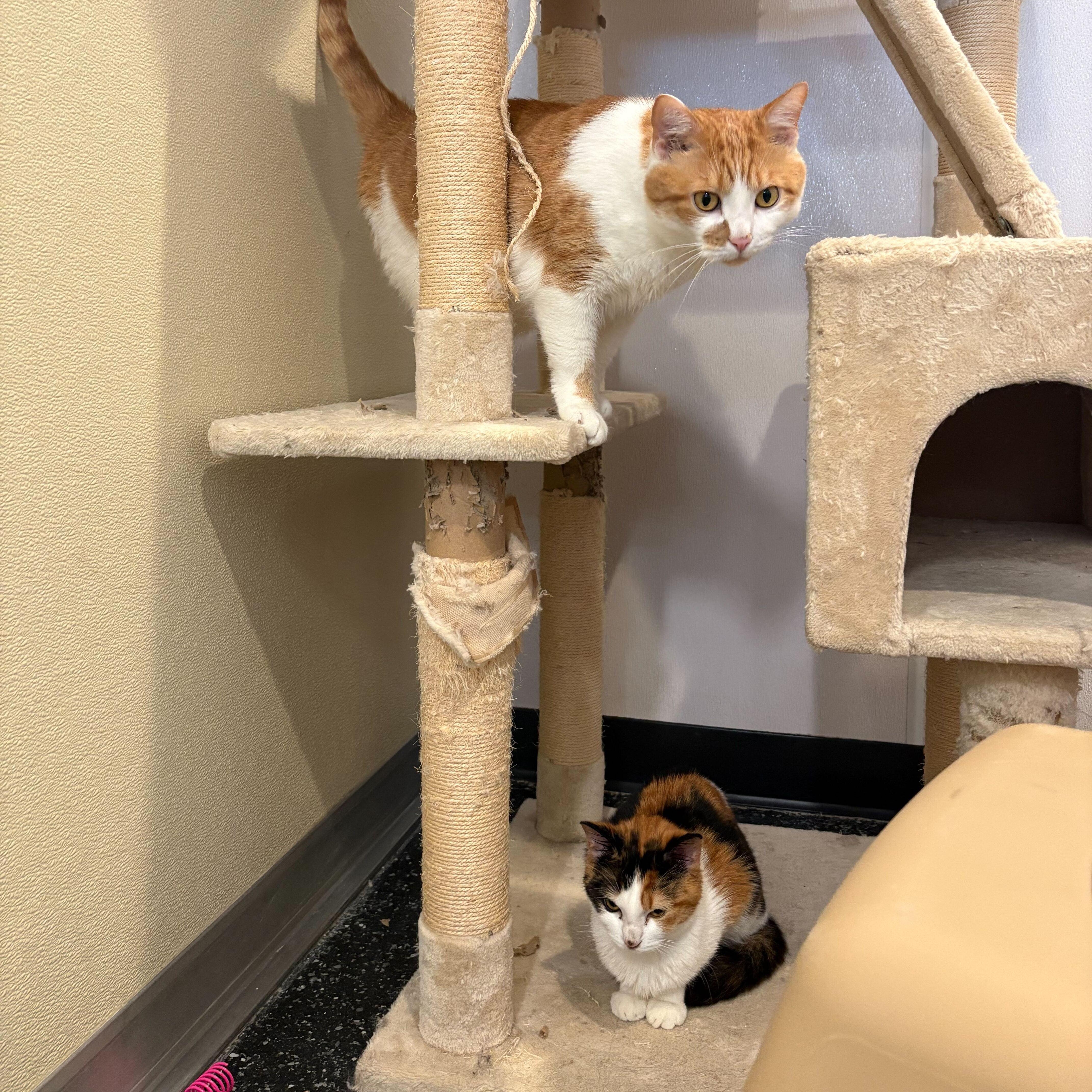 Enlarge Barbie & Ken, a ADOPTABLE Domestic Short Hair in Waltham, MA image 5/6
