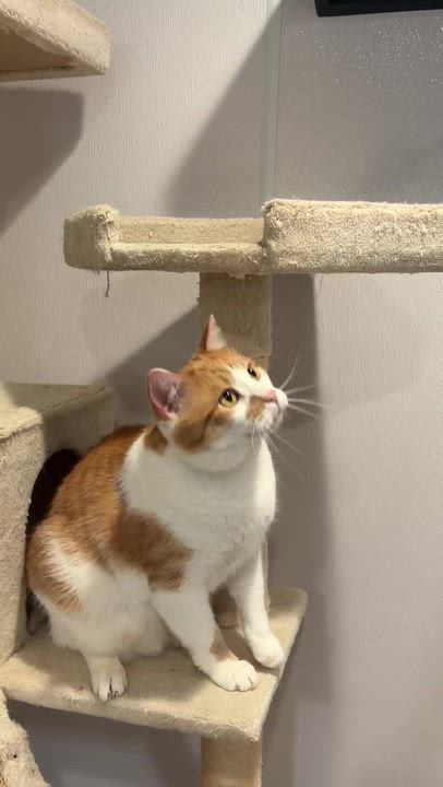 Enlarge Barbie & Ken, a ADOPTABLE Domestic Short Hair in Waltham, MA video 6/6