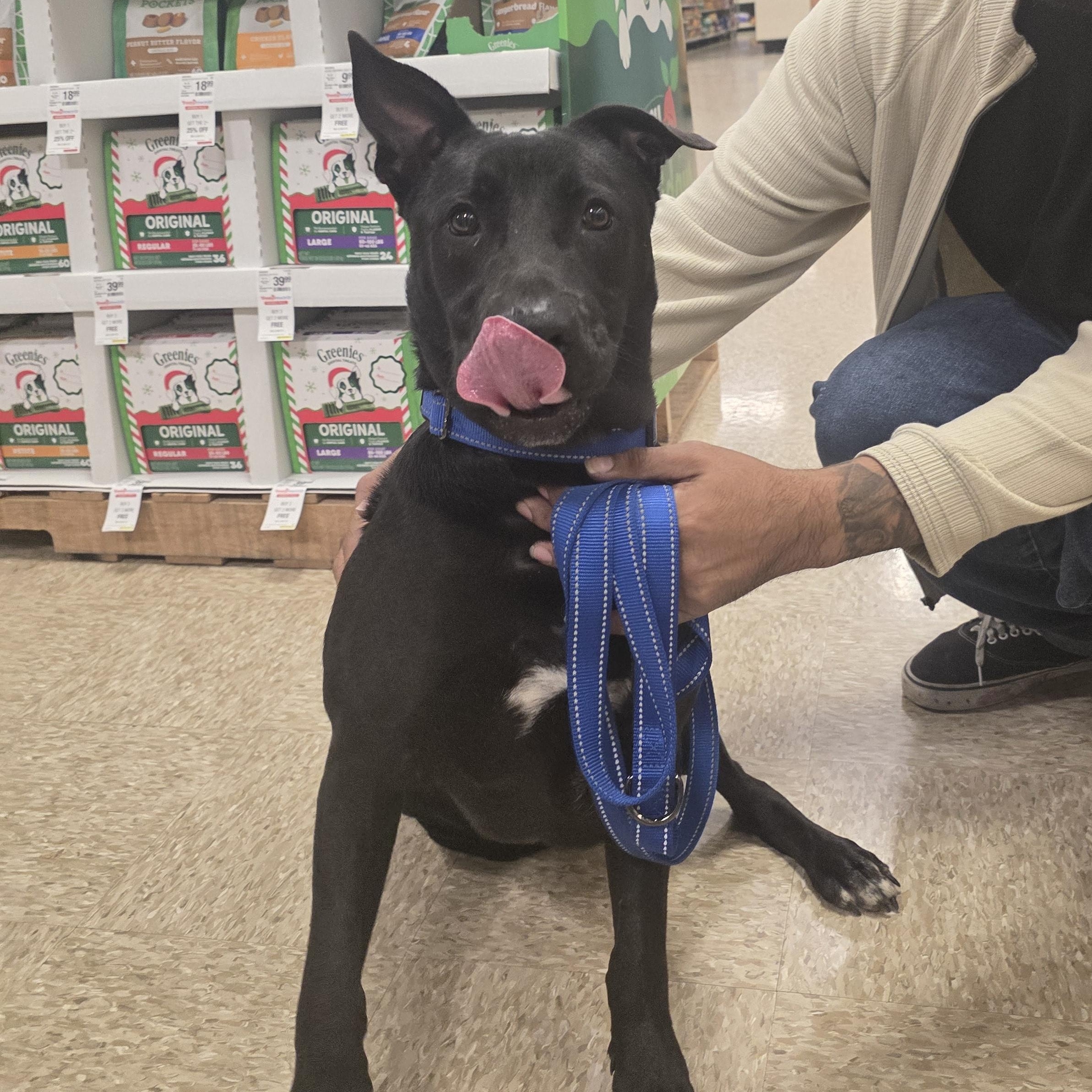 Enlarge PJ Loving and playful , a Adoptable mixed breed in HARRISBURG , PA image 2/6