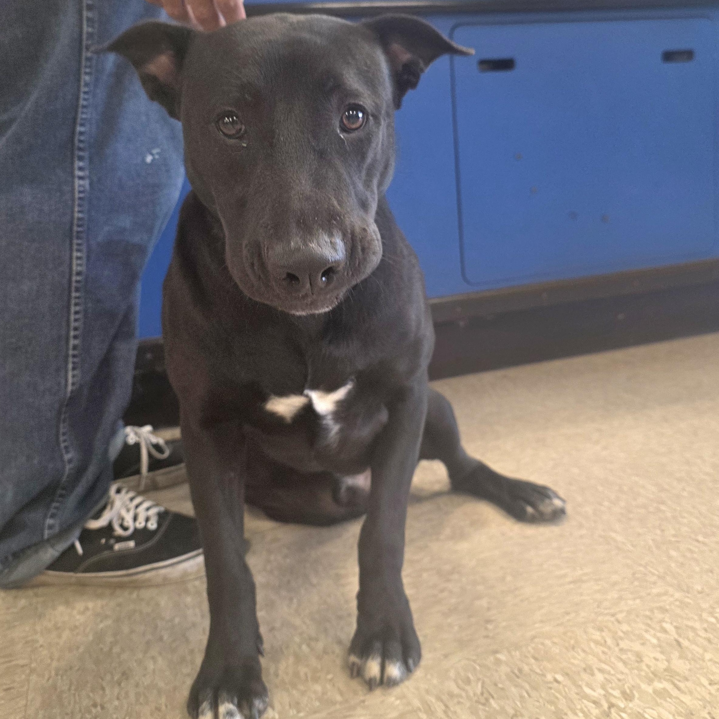 Enlarge PJ Loving and playful , a Adoptable mixed breed in HARRISBURG , PA image 3/6