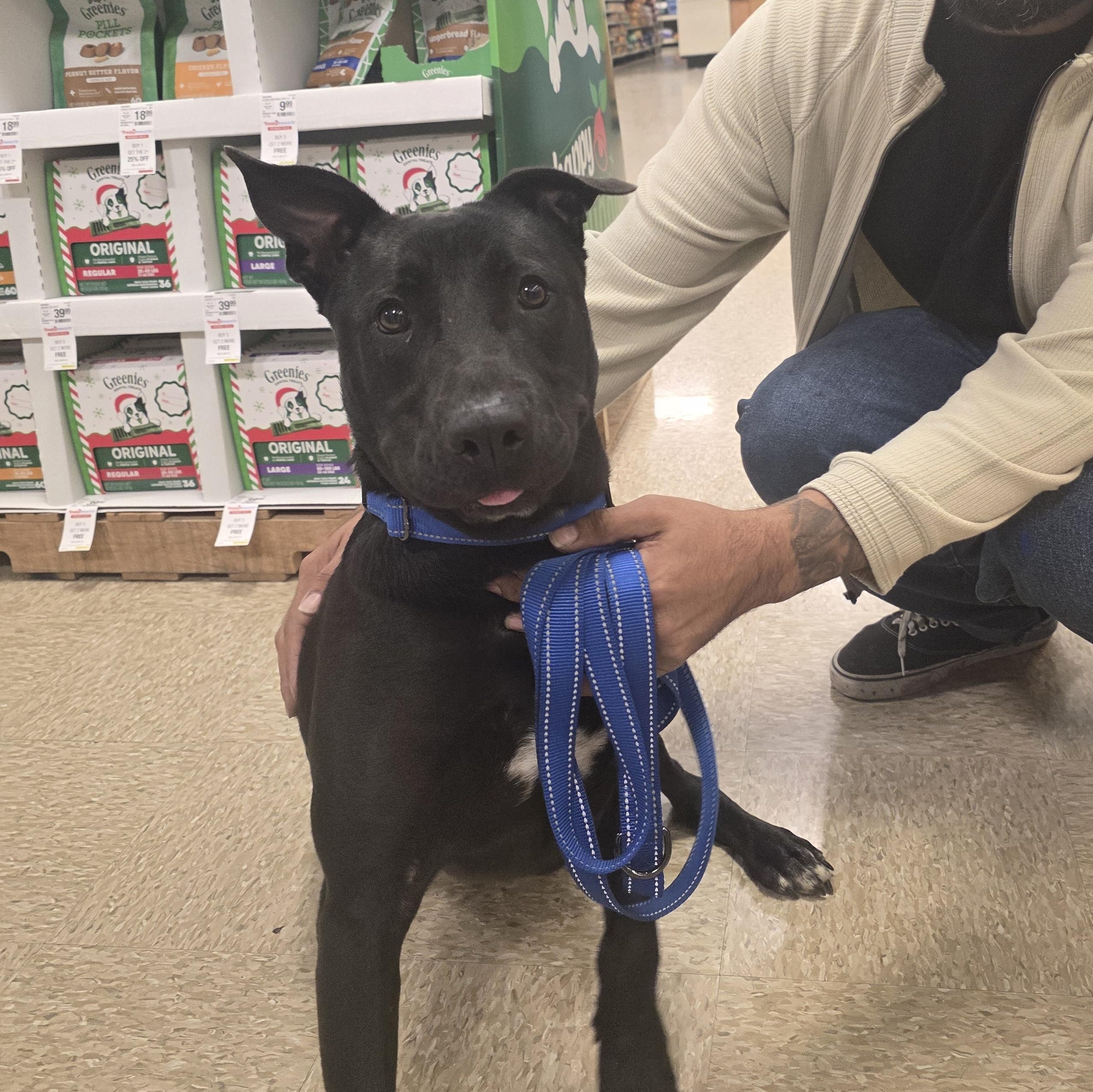 Enlarge PJ Loving and playful , a Adoptable mixed breed in HARRISBURG , PA image 4/6