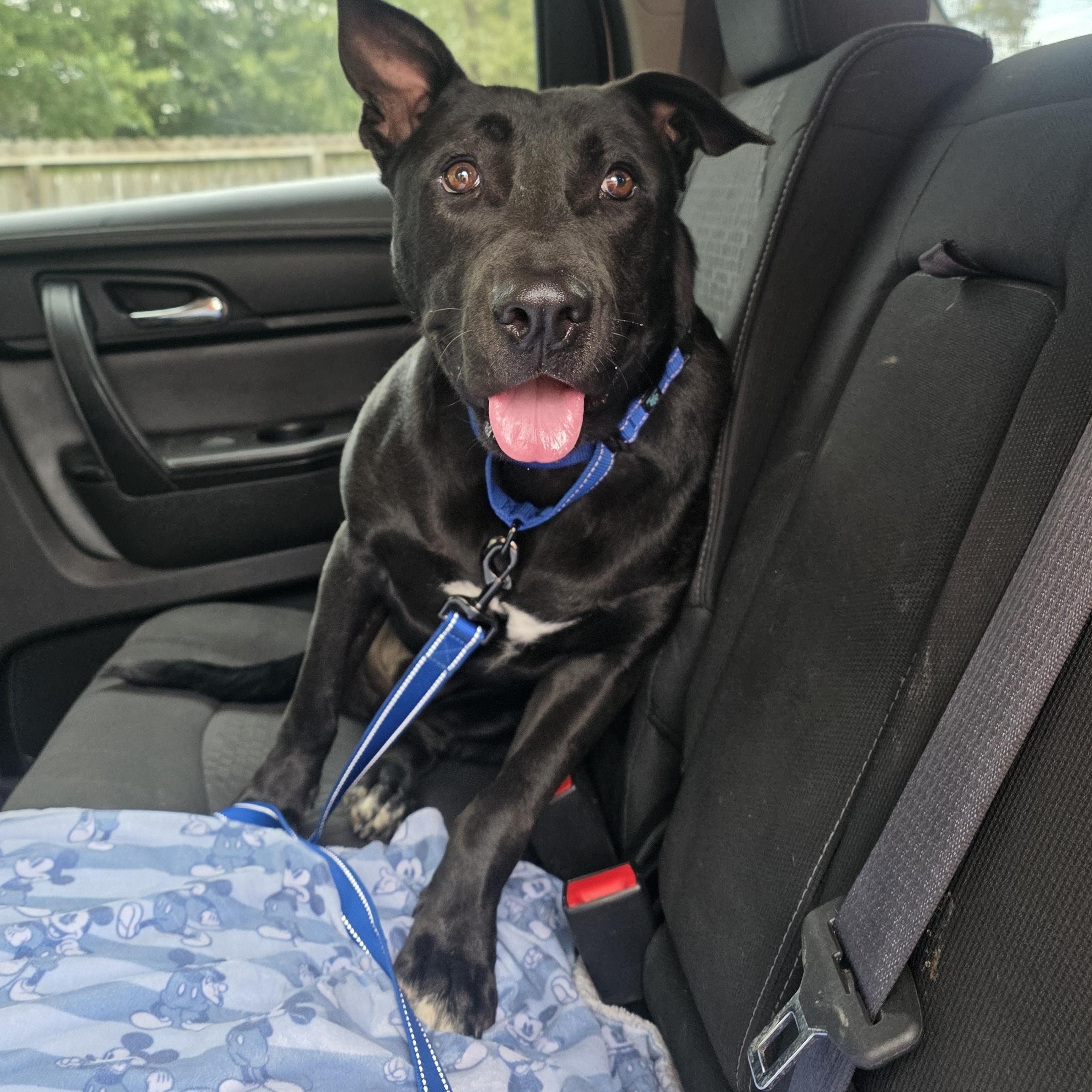 Enlarge PJ Loving and playful , a Adoptable mixed breed in HARRISBURG , PA image 5/6