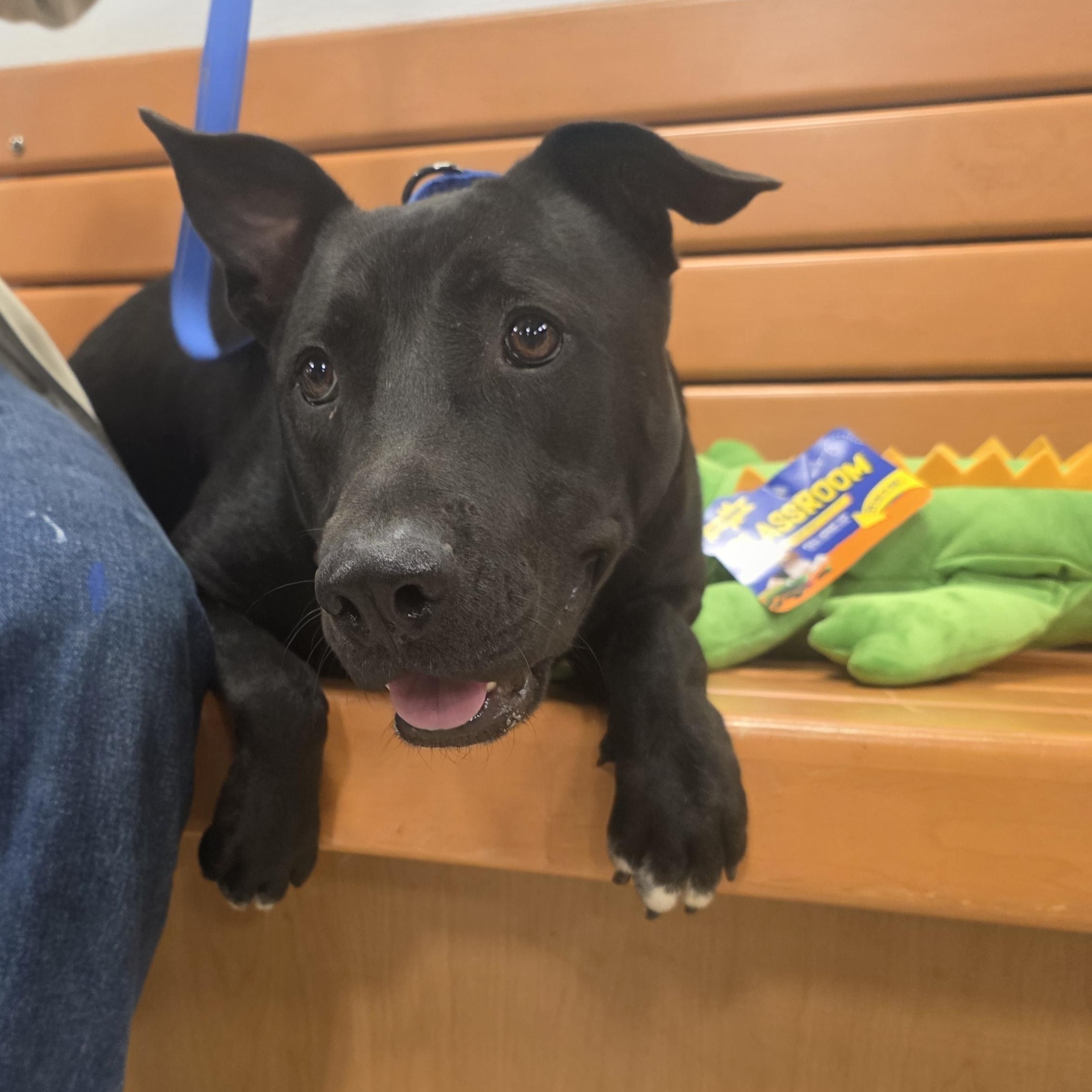 PJ Loving and playful , Adoptable, Young Male Black Labrador Retriever.