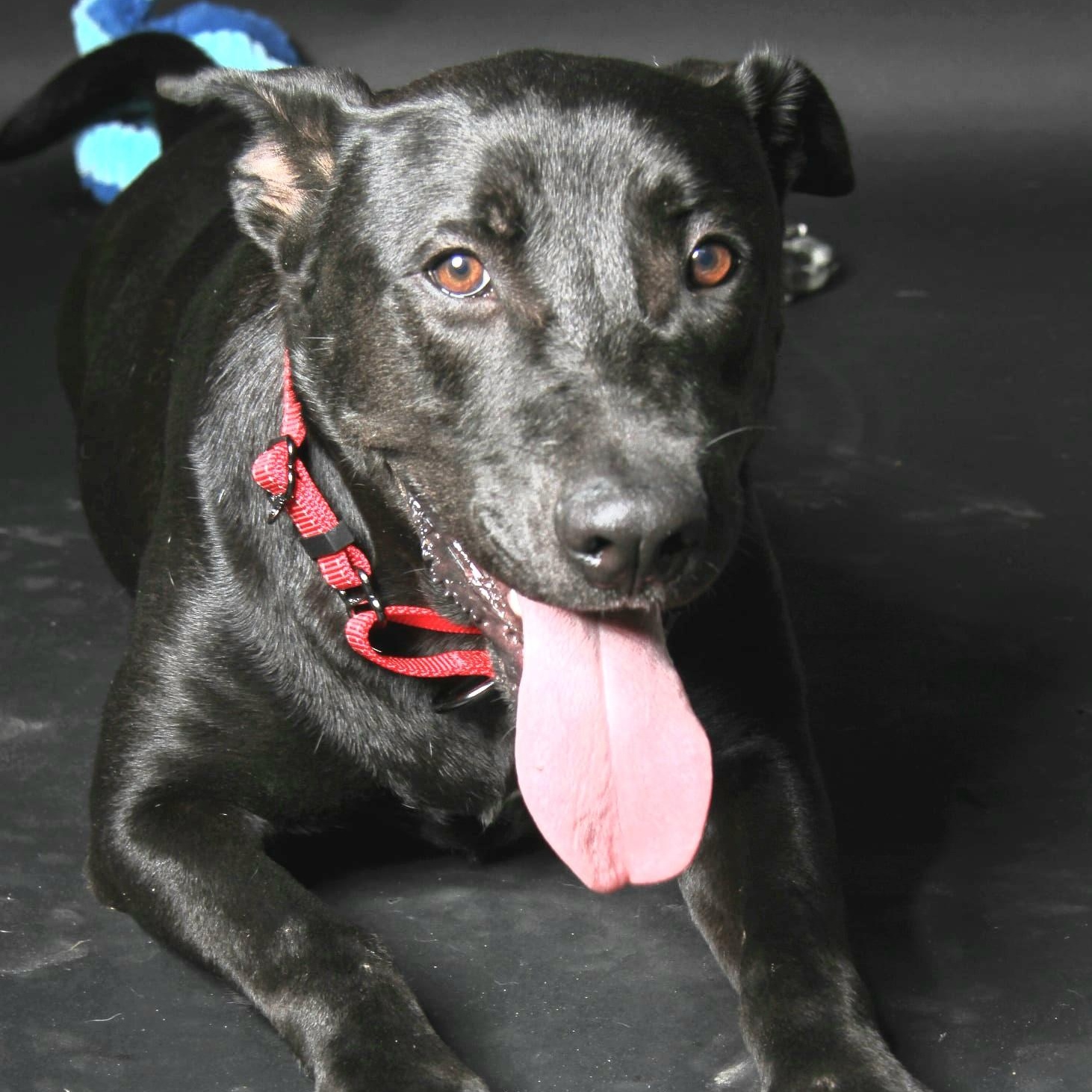 Enlarge PJ Loving and playful , a Adoptable mixed breed in HARRISBURG , PA image 6/6