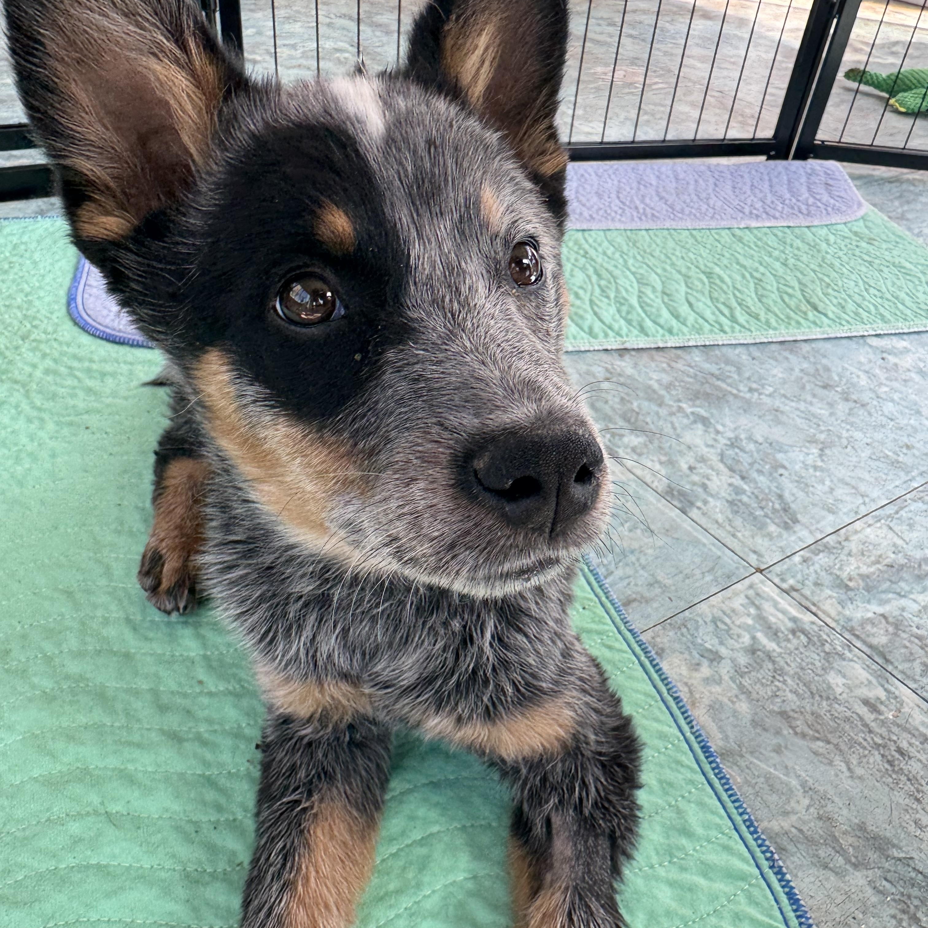 Sequoia , a ADOPTABLE Australian Cattle Dog / Blue Heeler in Denver, CO image 4/5