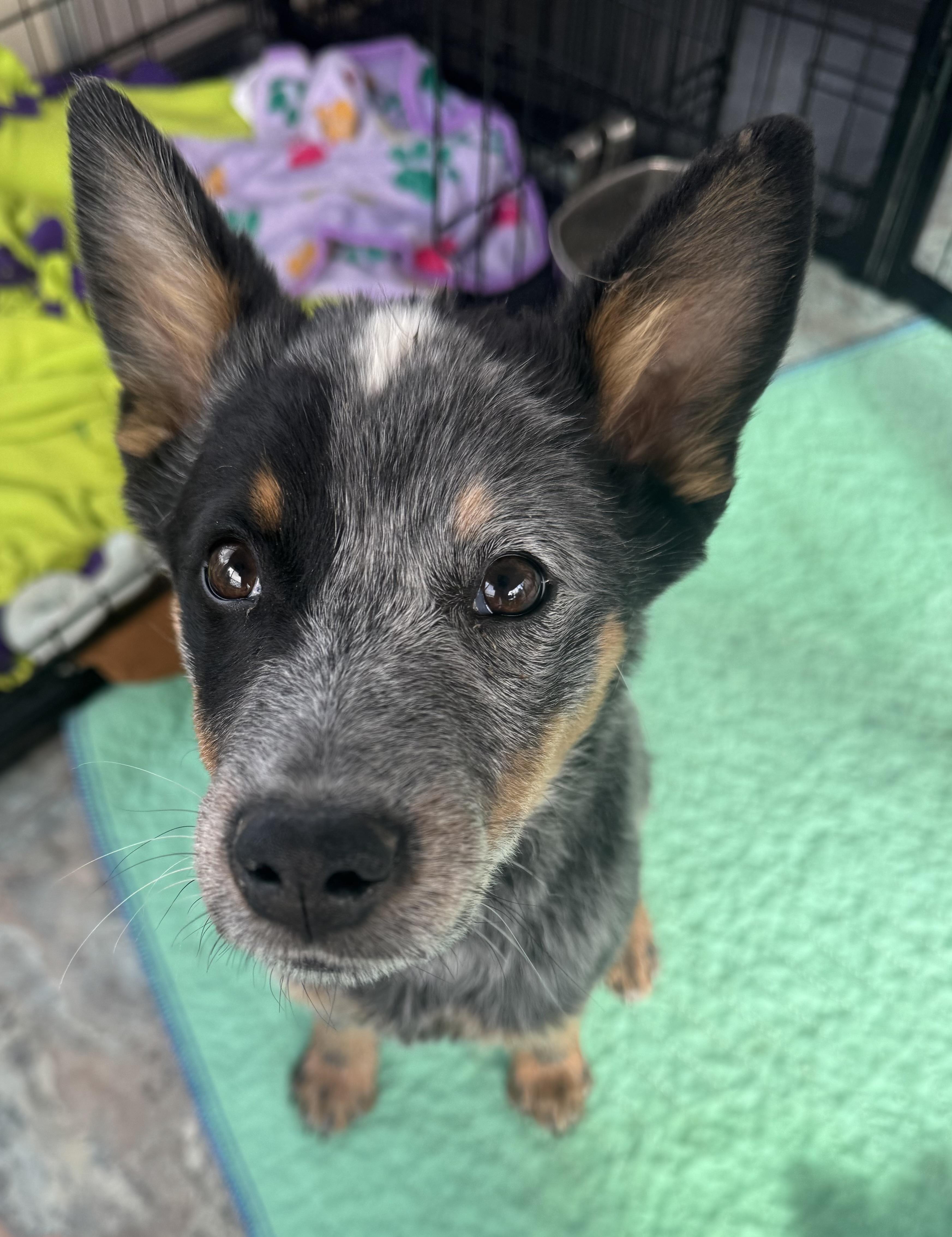 Sequoia , a ADOPTABLE Australian Cattle Dog / Blue Heeler in Denver, CO image 3/5