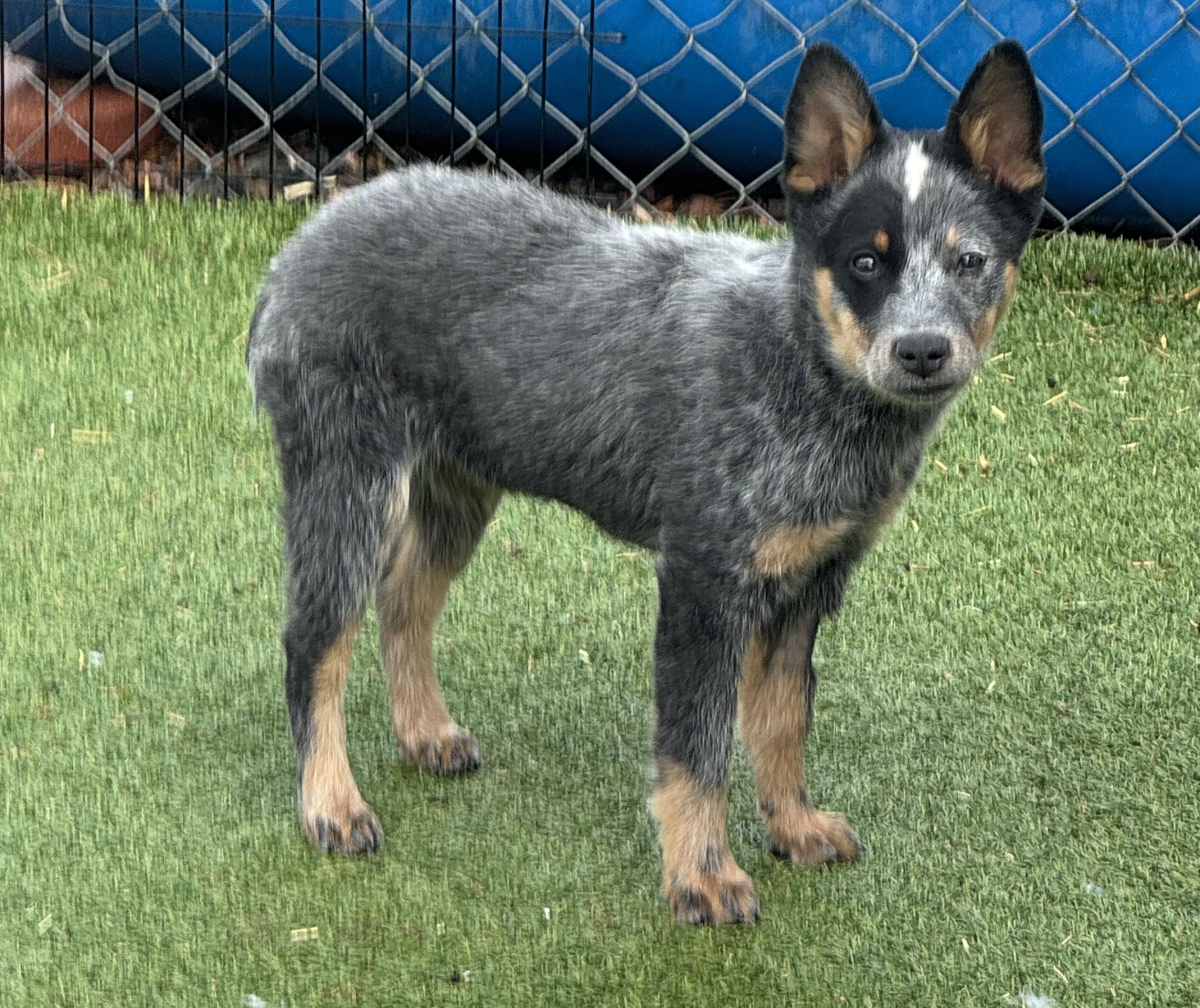 Sequoia , a ADOPTABLE Australian Cattle Dog / Blue Heeler in Denver, CO image 2/5