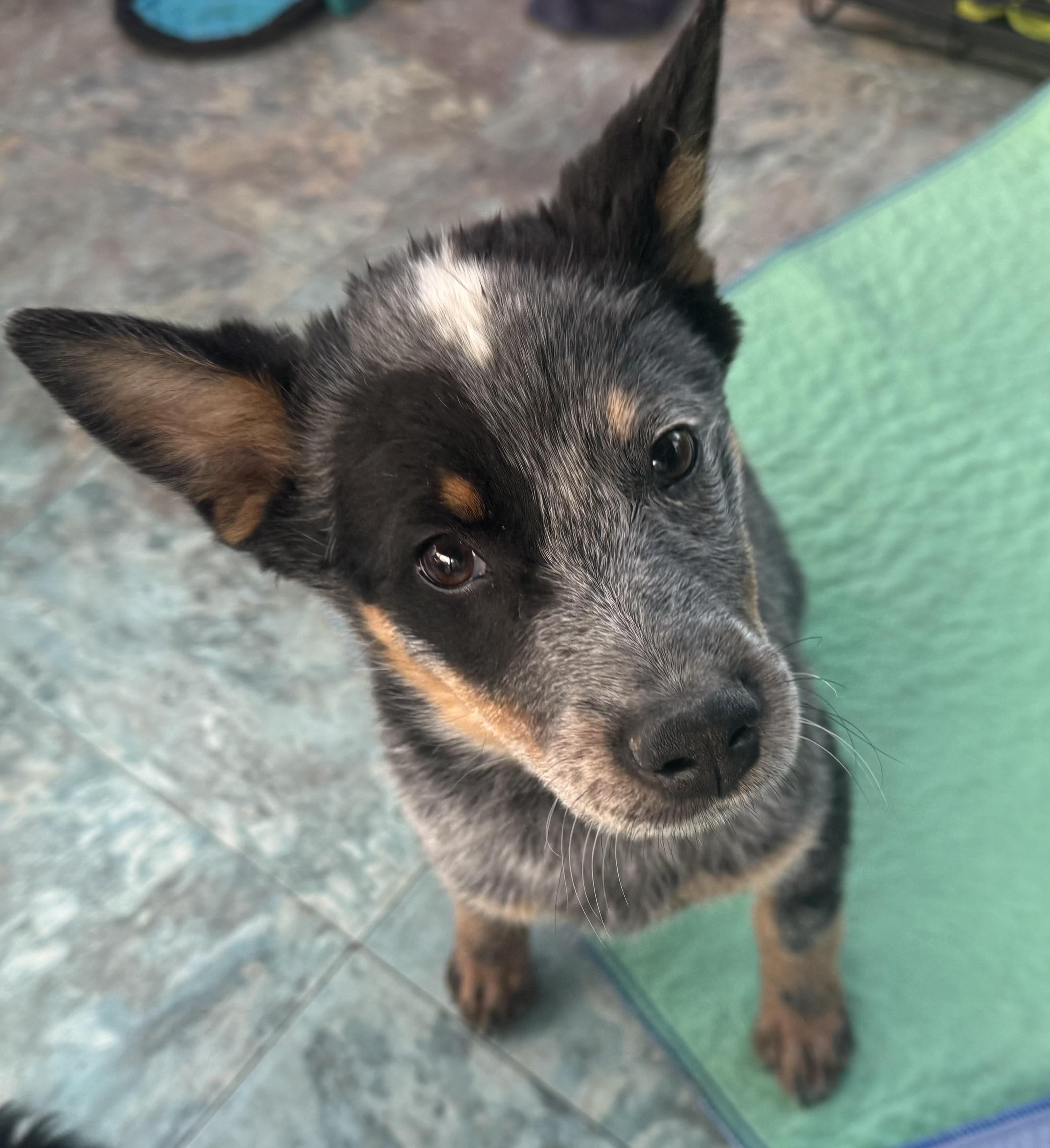 Sequoia , a ADOPTABLE Australian Cattle Dog / Blue Heeler in Denver, CO image 5/5