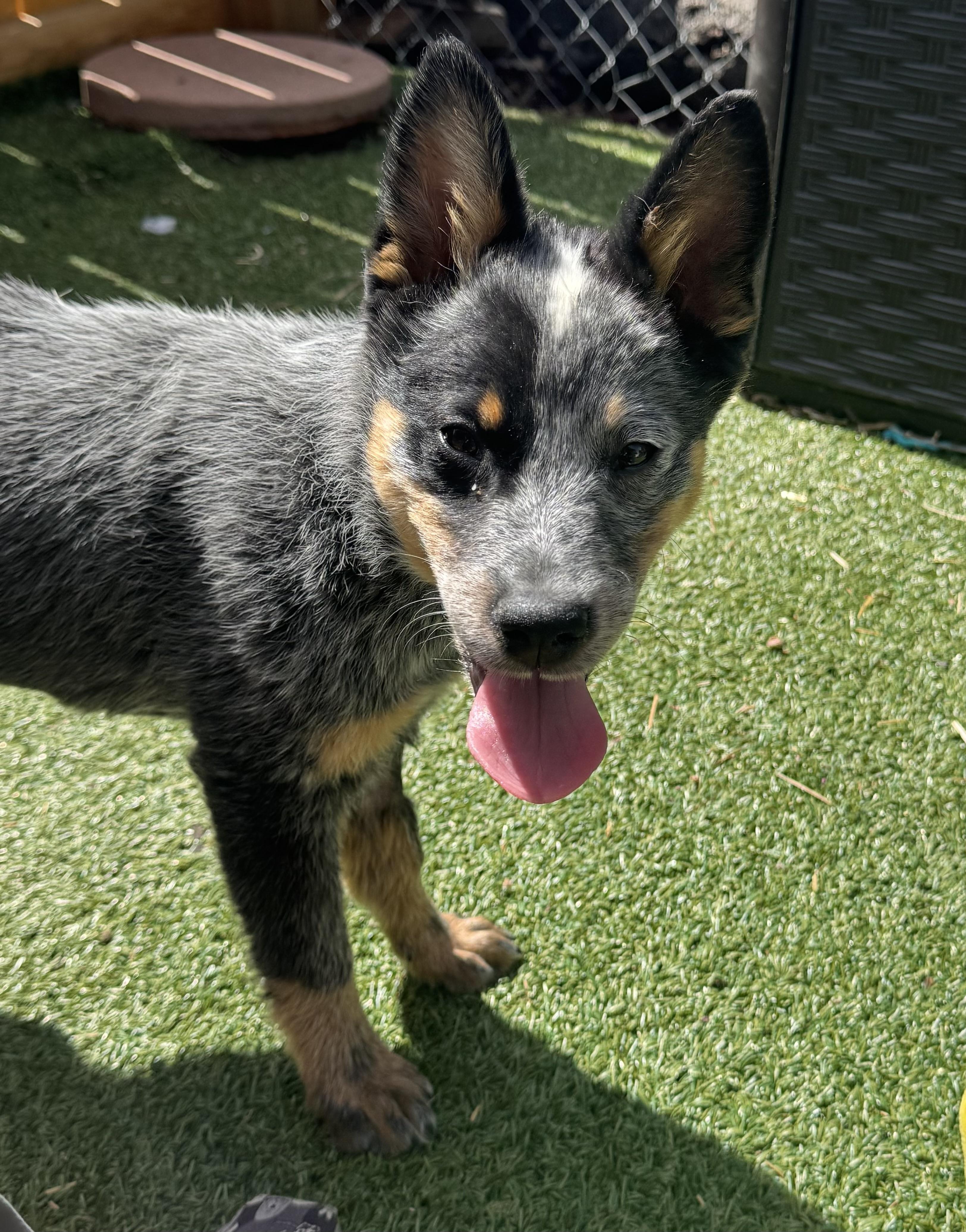 Sequoia , ADOPTABLE, Puppy Female Australian Cattle Dog / Blue Heeler.