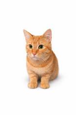 Enlarge Frisco, an adopted mixed breed in Boerne, TX image 1/3