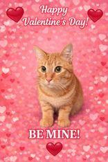 Enlarge Frisco, an adopted mixed breed in Boerne, TX image 2/3