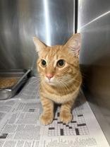 Enlarge Frisco, an adopted mixed breed in Boerne, TX image 3/3