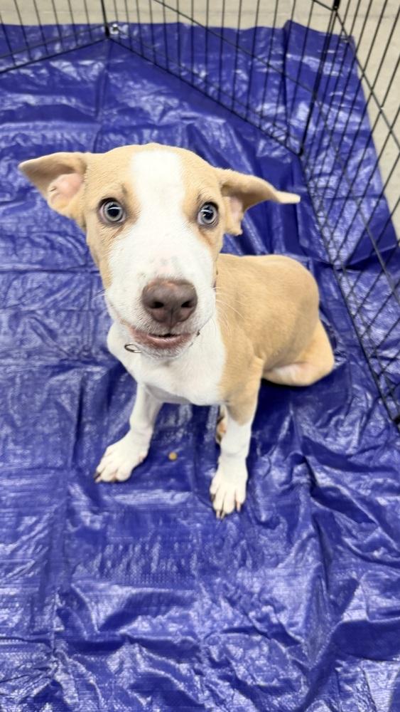 Enlarge JOEY, a Adoptable Pit Bull Terrier in Thornton, CO image 1/6