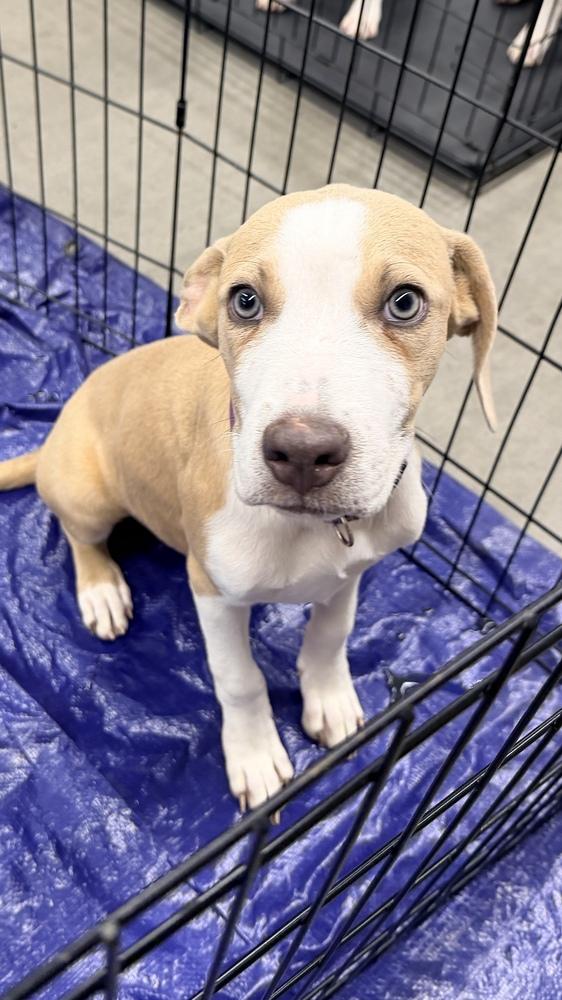 Enlarge JOEY, a Adoptable Pit Bull Terrier in Thornton, CO image 2/6