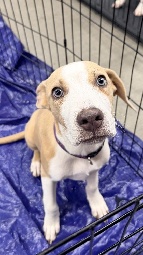 Enlarge JOEY, a Adoptable Pit Bull Terrier in Thornton, CO image 3/6