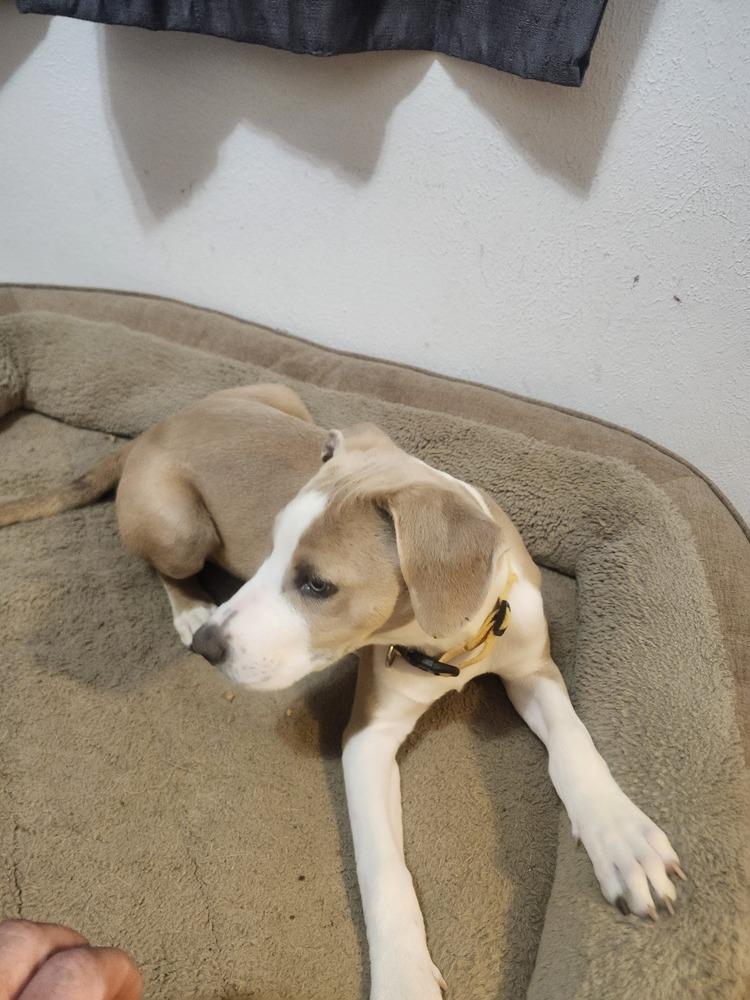 Enlarge JOEY, a Adoptable Pit Bull Terrier in Thornton, CO image 4/6