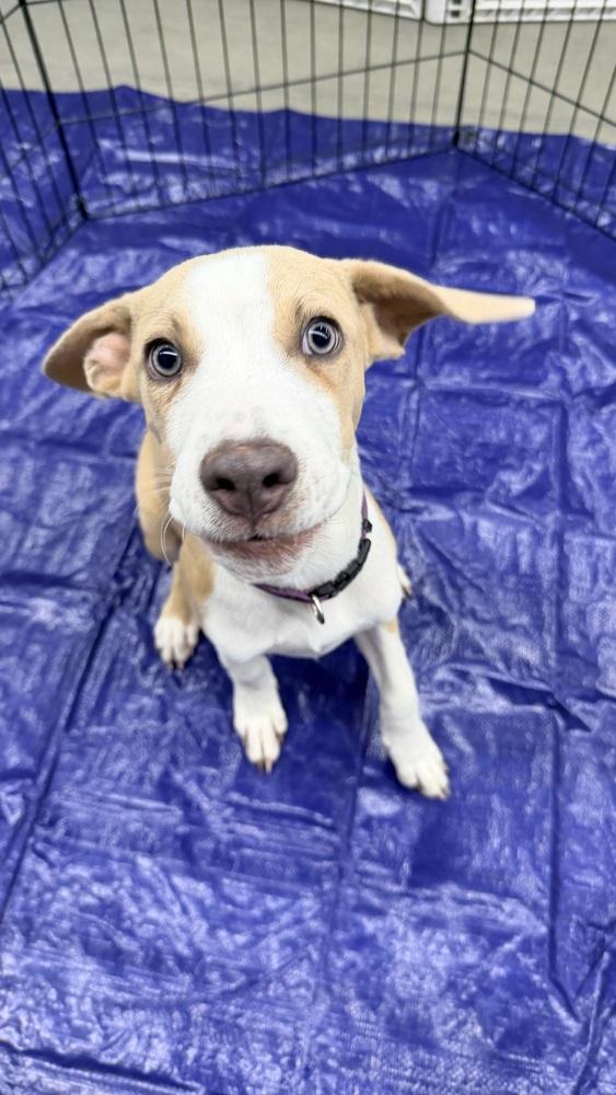 Enlarge JOEY, a Adoptable Pit Bull Terrier in Thornton, CO image 5/6
