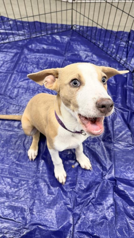 Enlarge JOEY, a Adoptable Pit Bull Terrier in Thornton, CO image 6/6