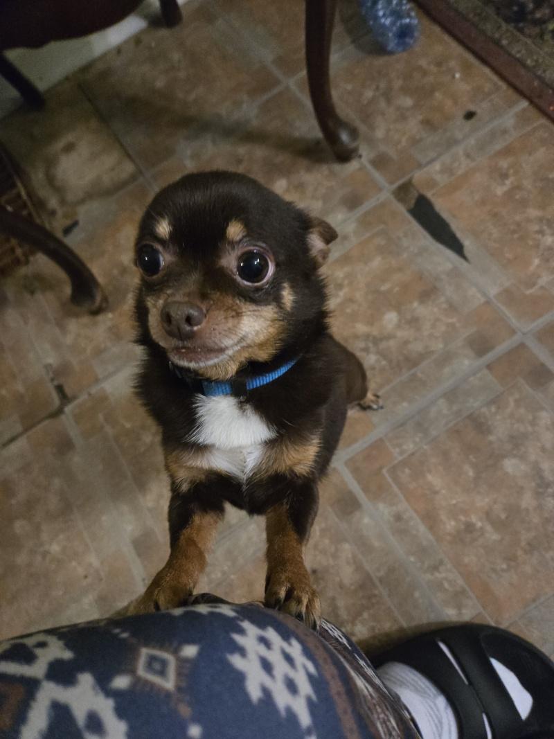 Enlarge Lucy, a ADOPTABLE Chihuahua in Bancroft, ON image 2/2