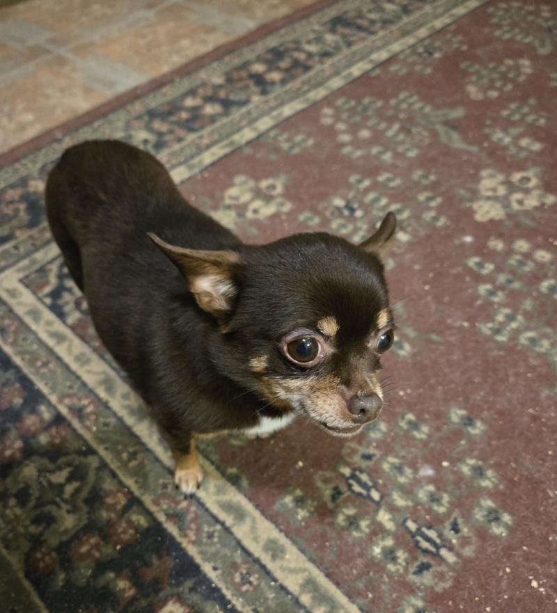 Enlarge Lucy, a ADOPTABLE Chihuahua in Bancroft, ON image 1/2
