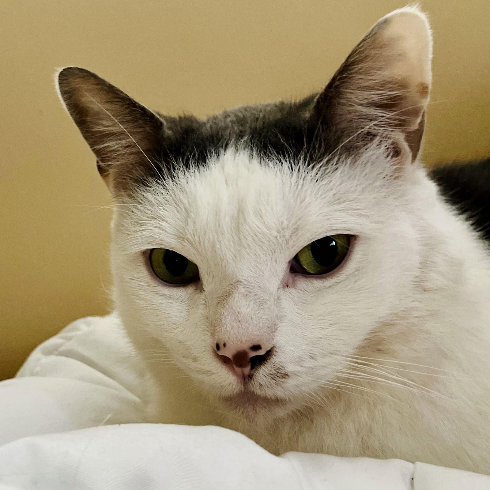 Enlarge Jack, a Adoptable Domestic Short Hair in Rochester, NY image 1/2