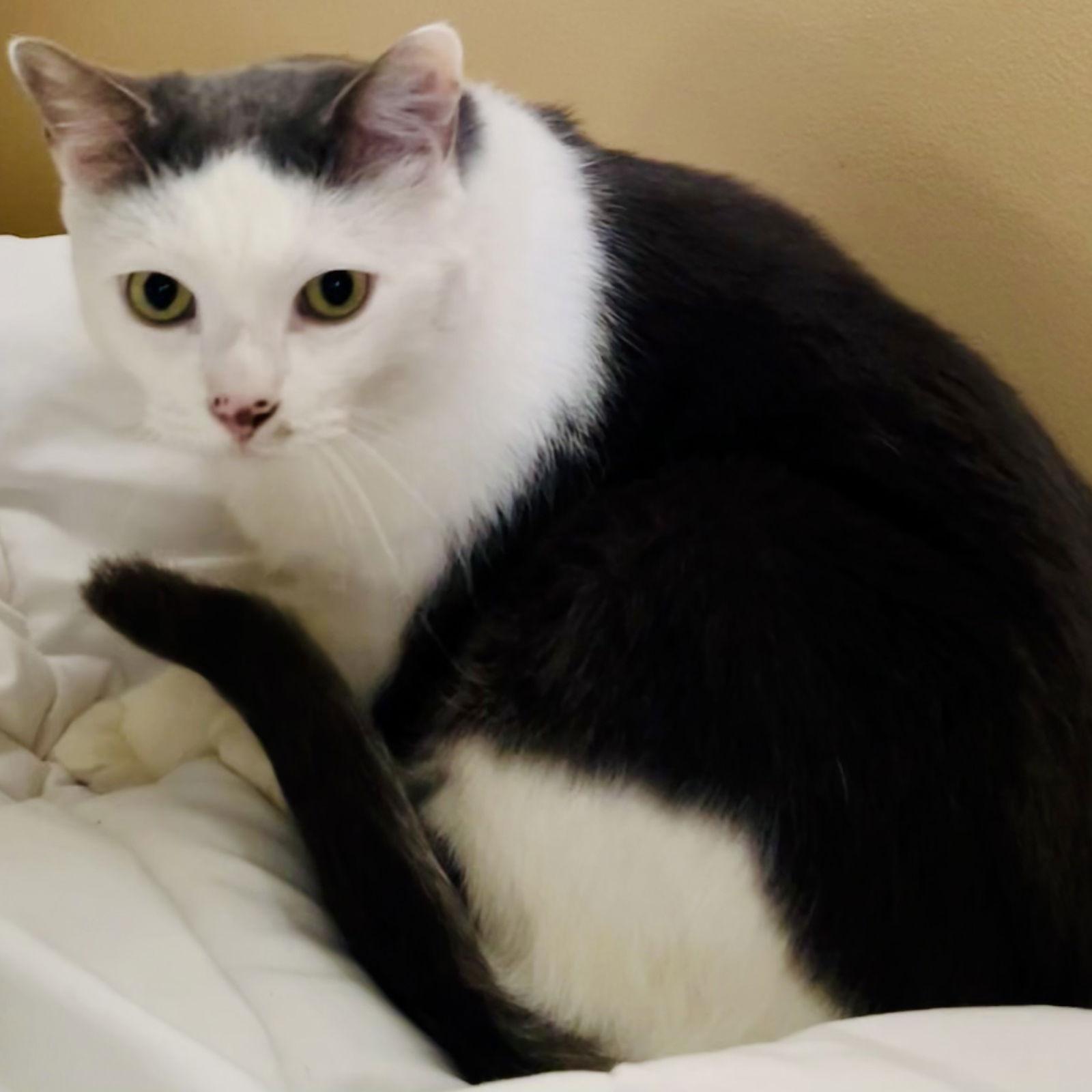 Enlarge Jack, a Adoptable Domestic Short Hair in Rochester, NY image 2/2