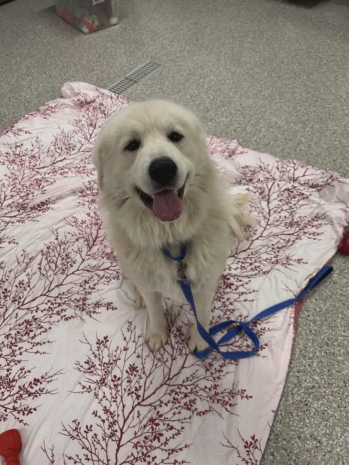 Enlarge Kinder, a Adoptable Great Pyrenees in Shepherdsville, KY image 1/4