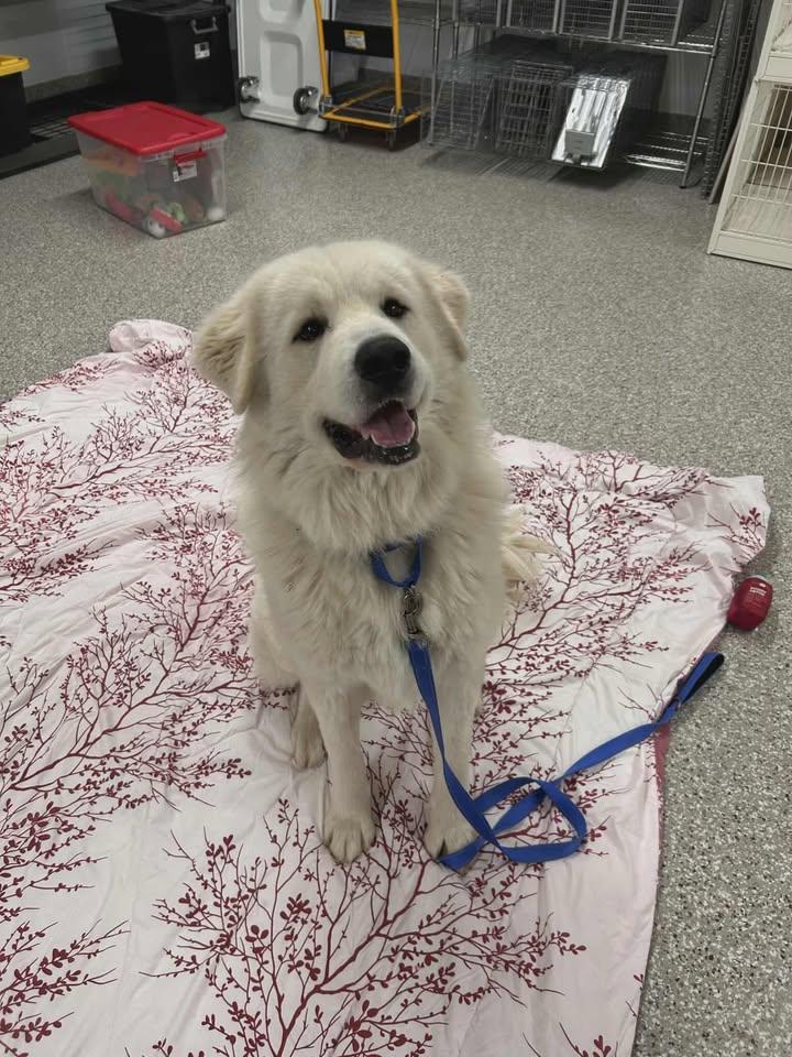 Enlarge Kinder, a Adoptable Great Pyrenees in Shepherdsville, KY image 2/4