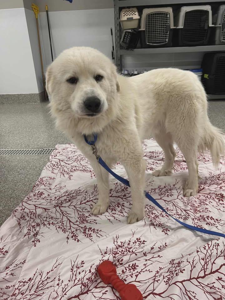 Enlarge Kinder, a Adoptable Great Pyrenees in Shepherdsville, KY image 3/4