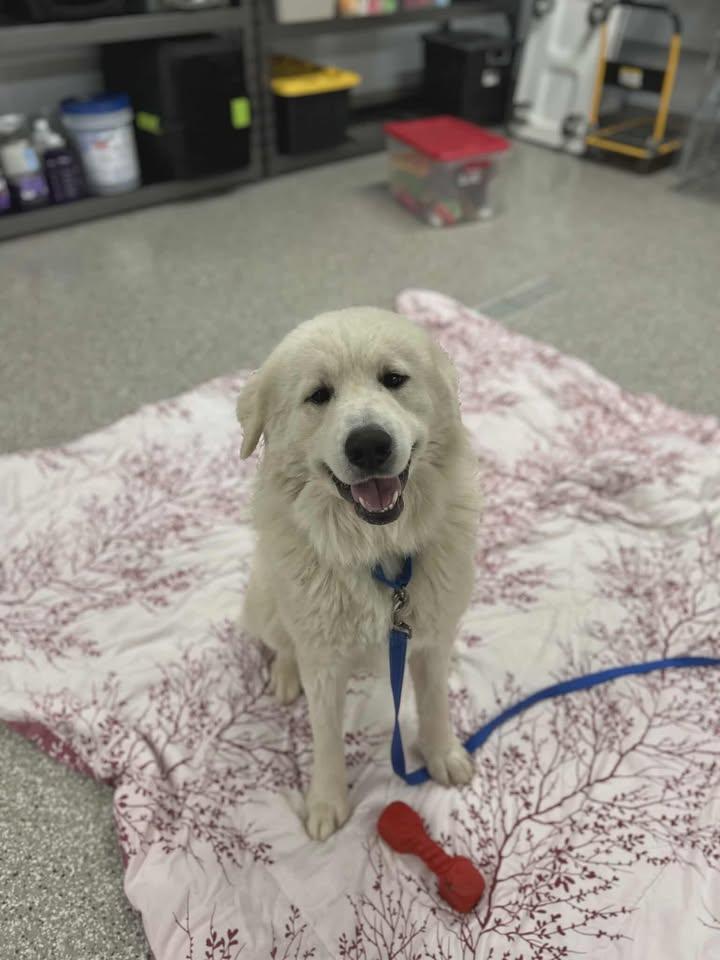 Enlarge Kinder, a Adoptable Great Pyrenees in Shepherdsville, KY image 4/4