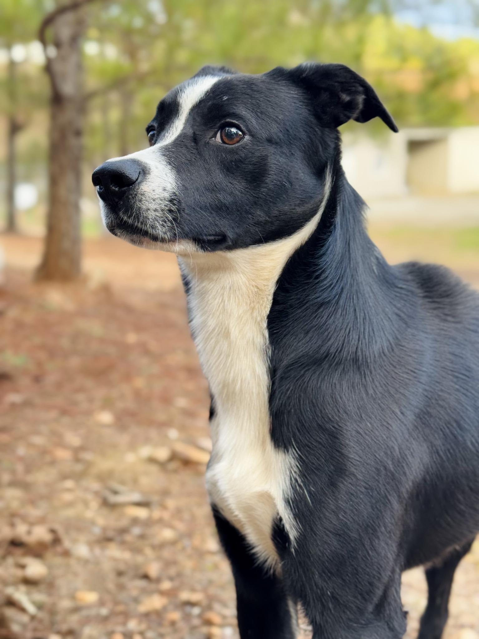 Sam, a Adoptable mixed breed in Wedowee, AL image 5/6