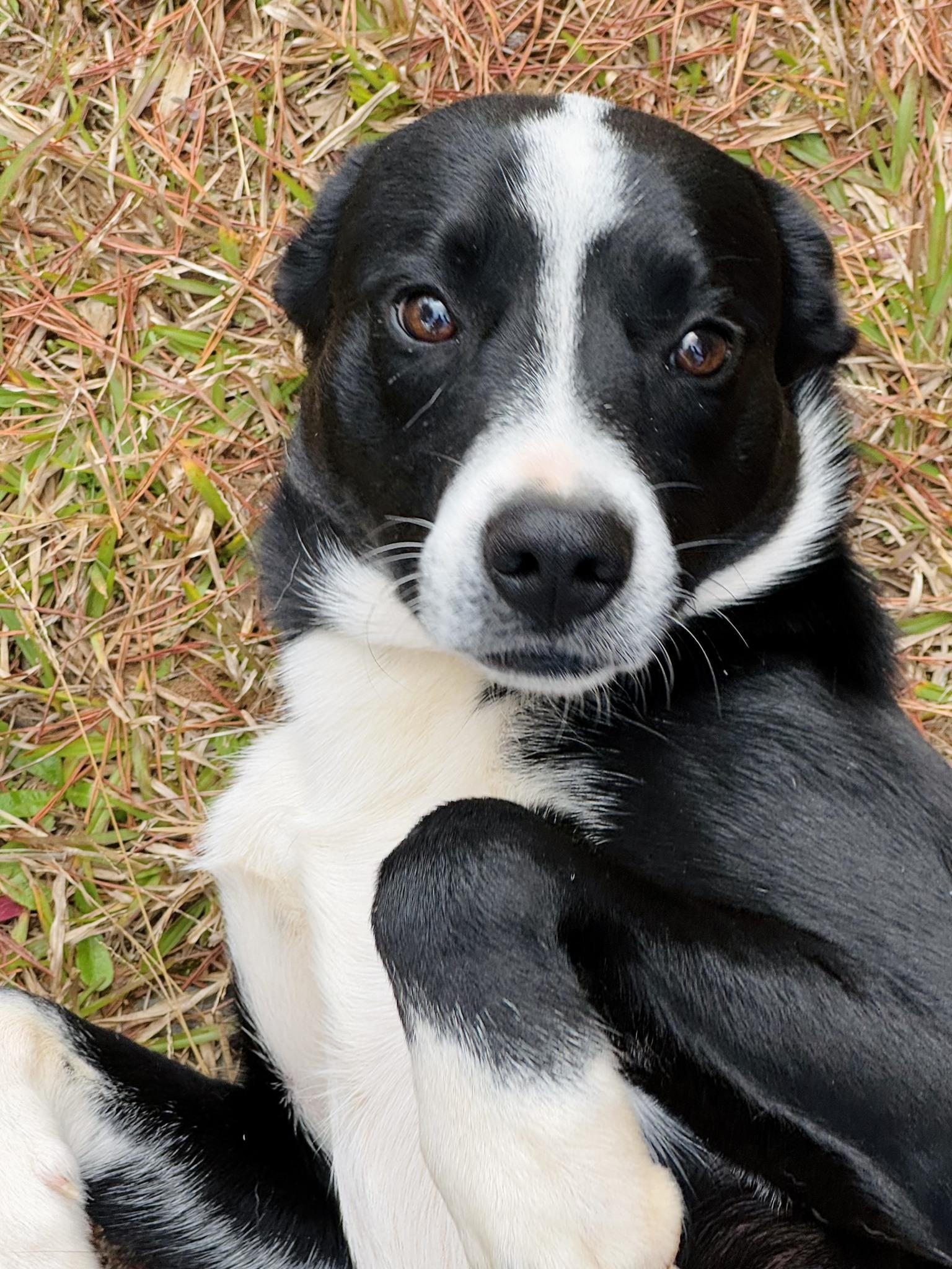Sam, a Adoptable mixed breed in Wedowee, AL image 3/6