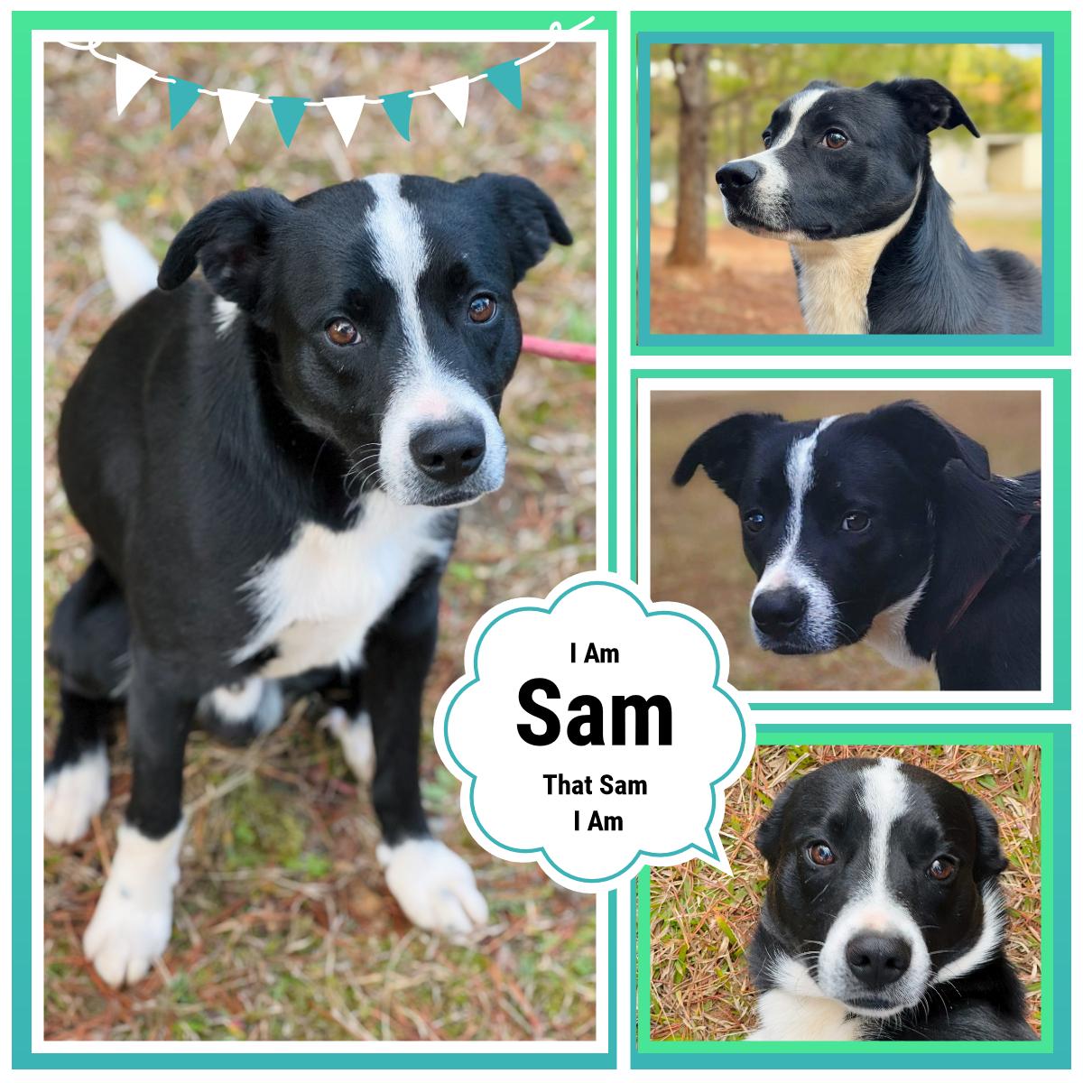 Sam, a Adoptable mixed breed in Wedowee, AL image 1/6
