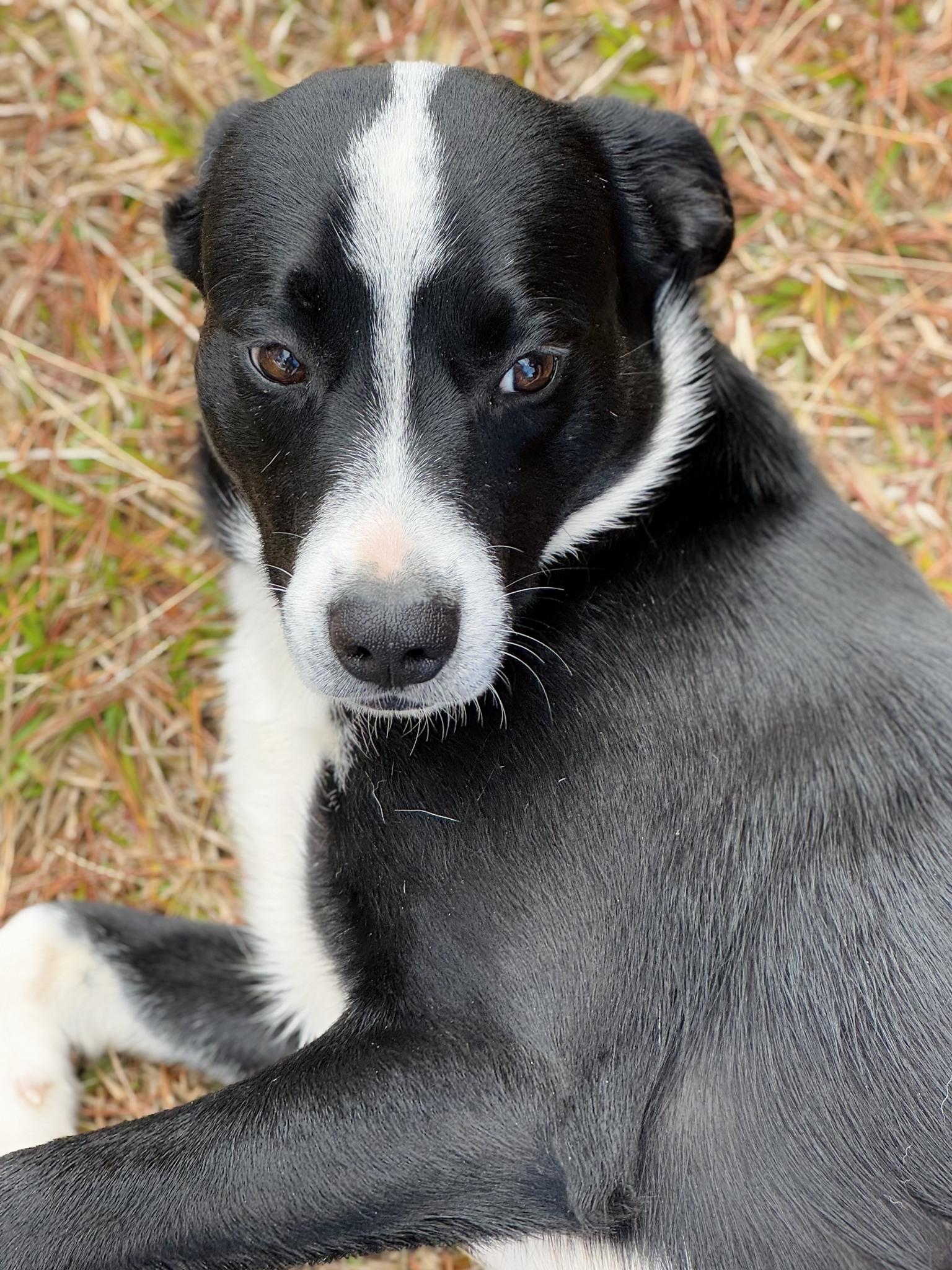 Sam, a Adoptable mixed breed in Wedowee, AL image 6/6