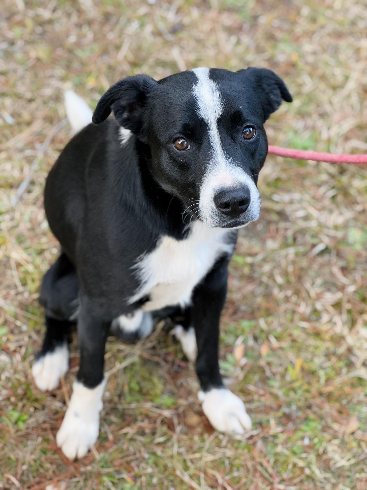 Sam, a Adoptable mixed breed in Wedowee, AL image 2/6