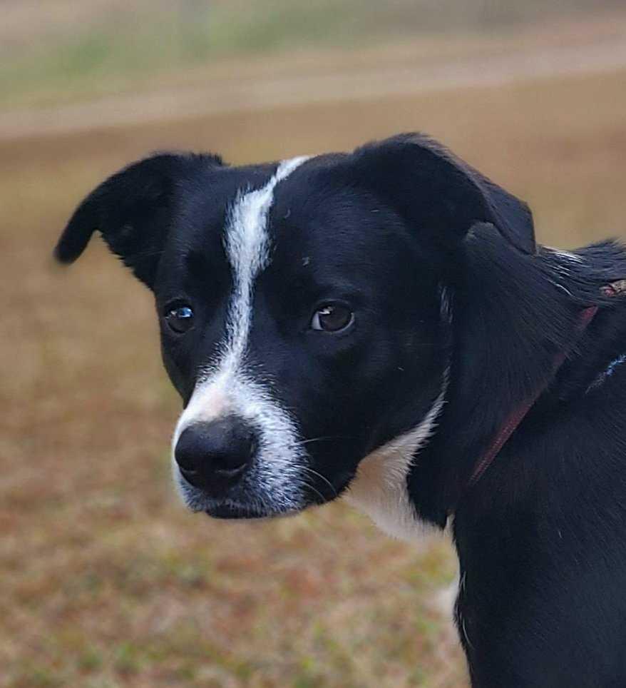 Sam, a Adoptable mixed breed in Wedowee, AL image 4/6