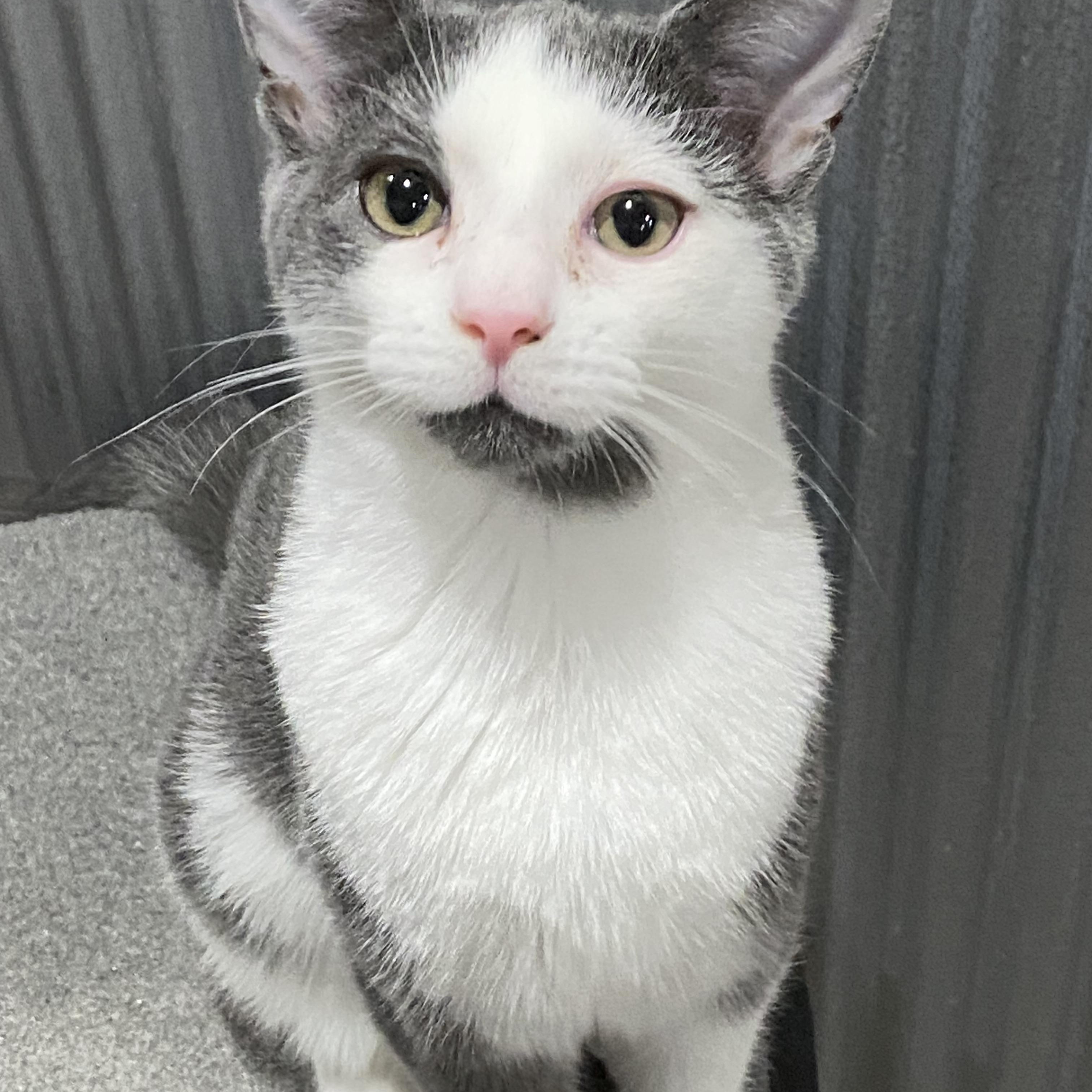Finn, ADOPTABLE, Adult Male American Shorthair.