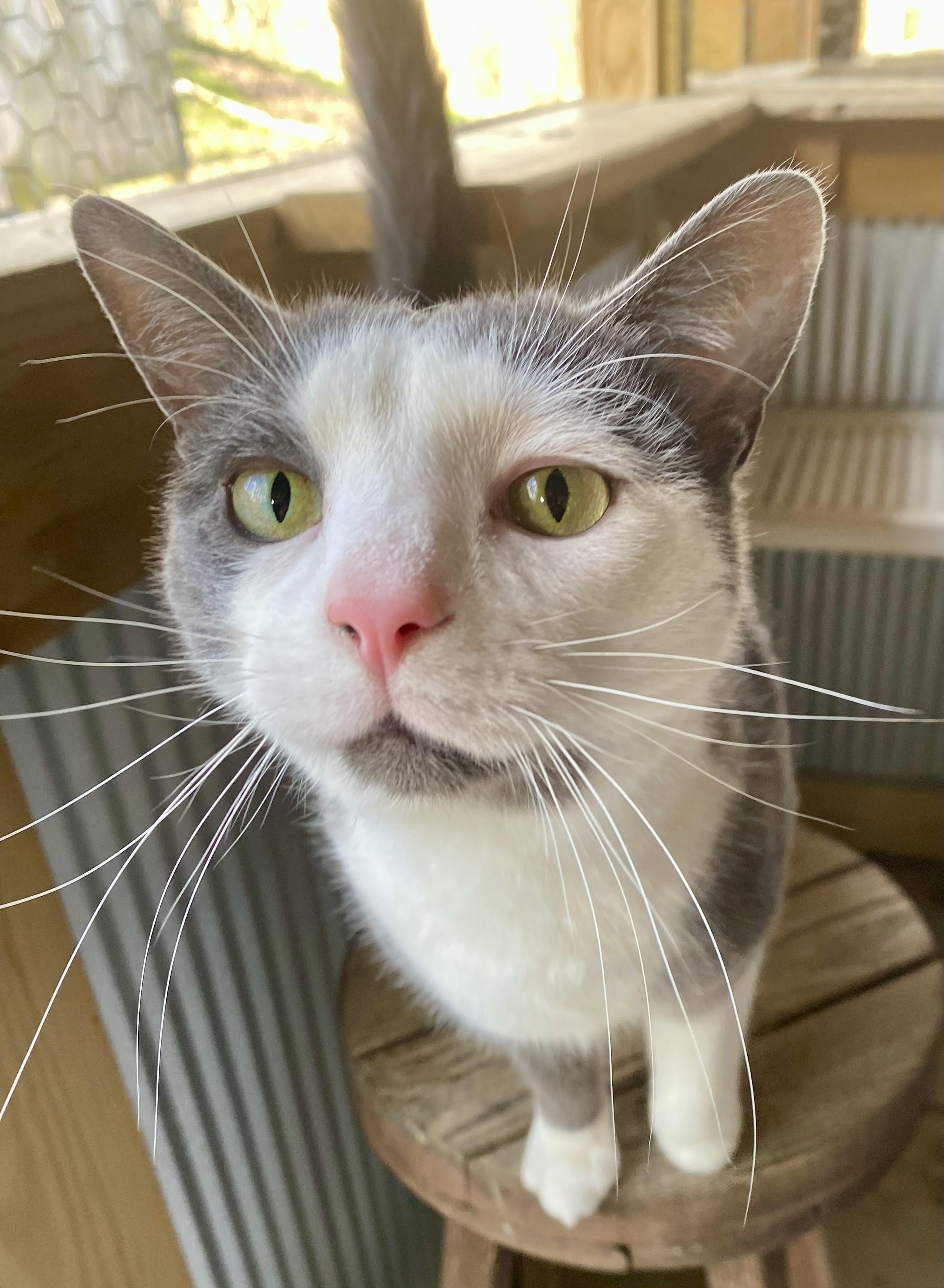 Finn, a ADOPTABLE American Shorthair in Fredericksburg, OH image 2/3