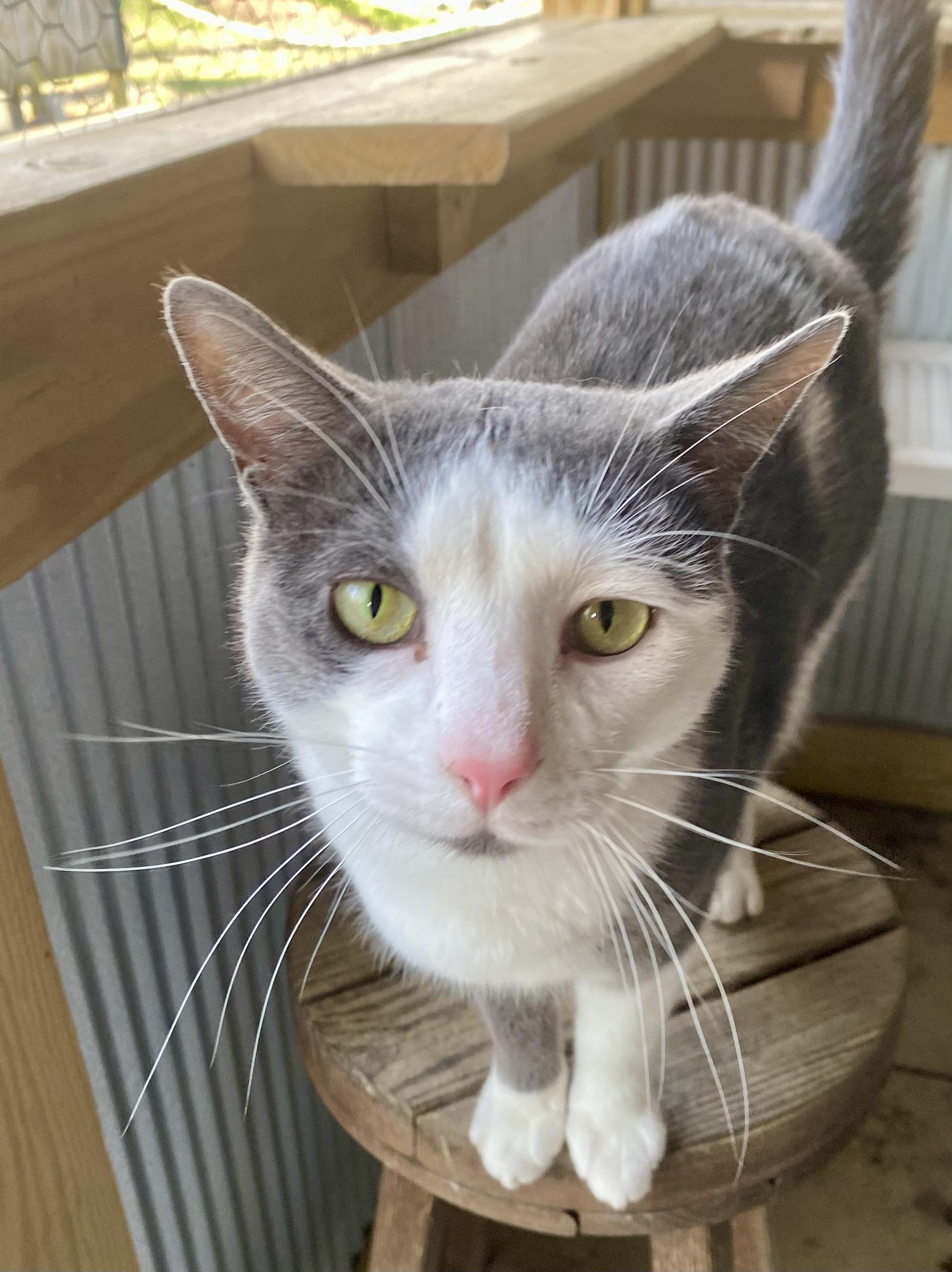Finn, a ADOPTABLE American Shorthair in Fredericksburg, OH image 3/3