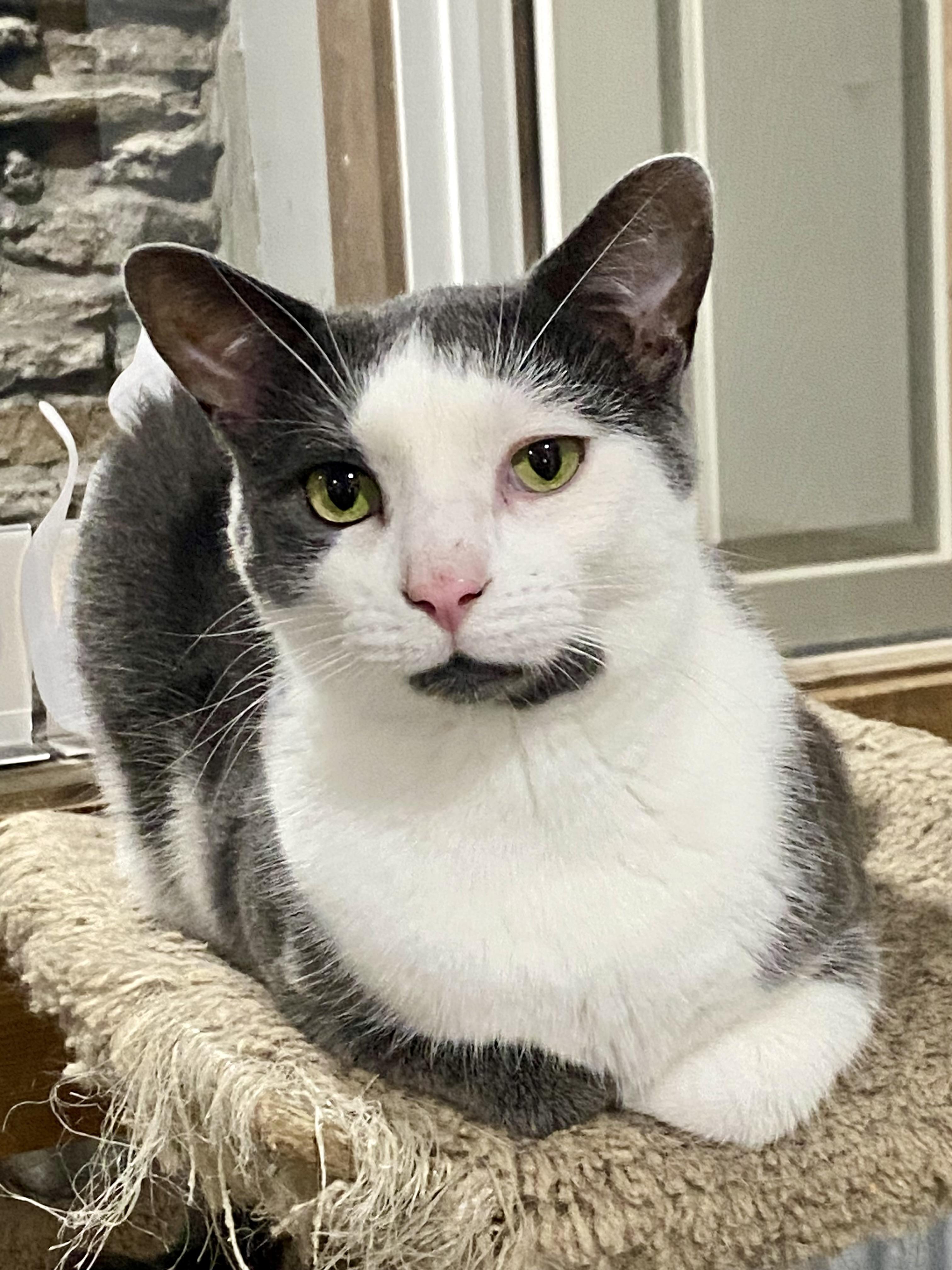 Finn, ADOPTABLE, Adult Male American Shorthair.
